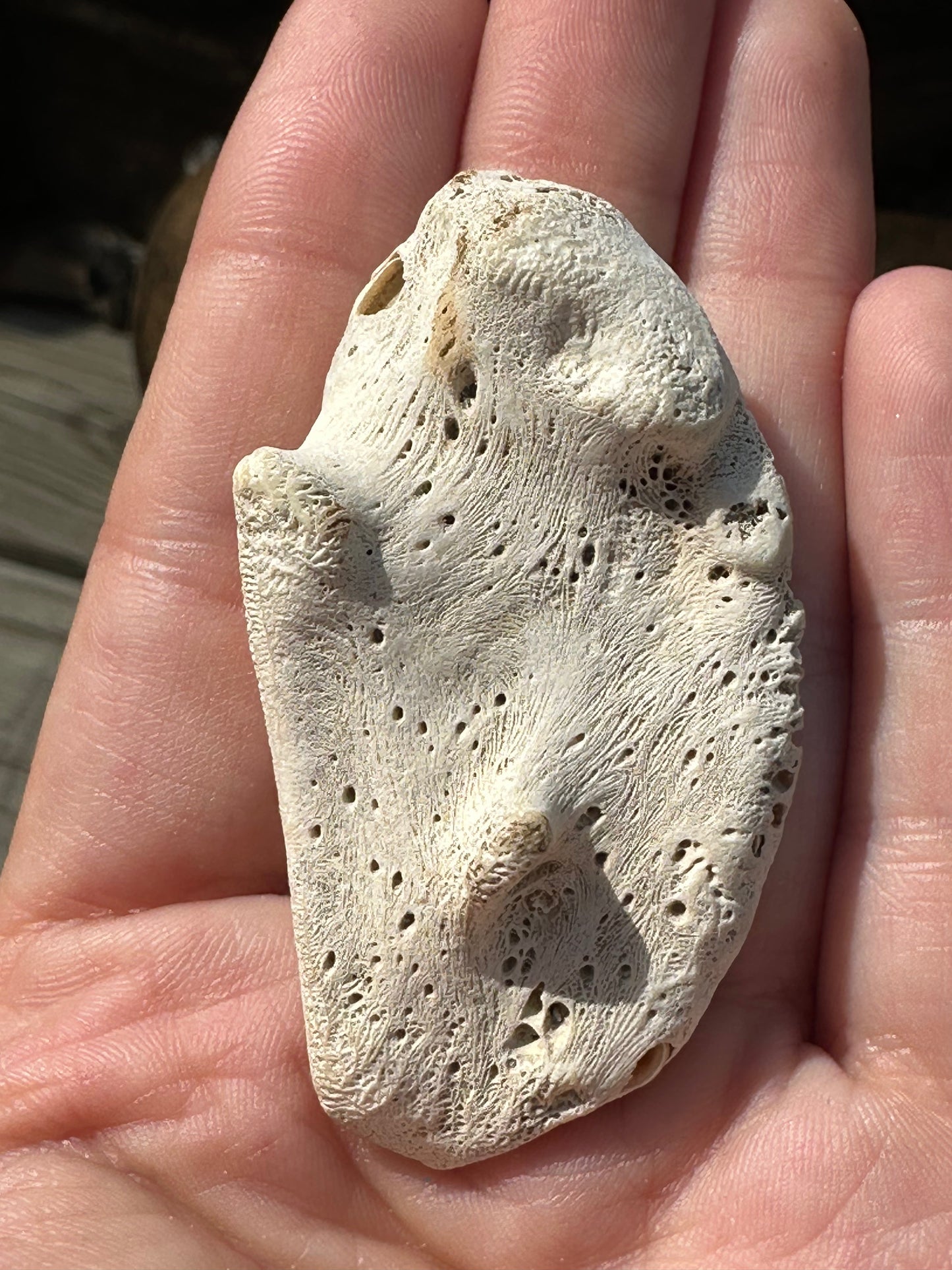 Fossilized Drum Mouth Plate with Display Case