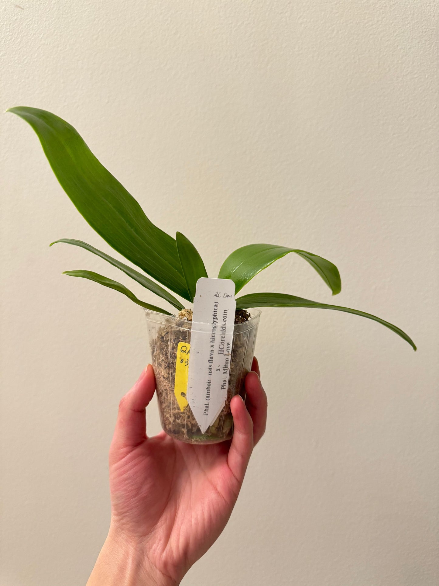 Phalaenopsis Frenchy’s Fantastic Yellows x Mituo Love (P. Ginka) – Rare Hybrid Orchid | Live Plant