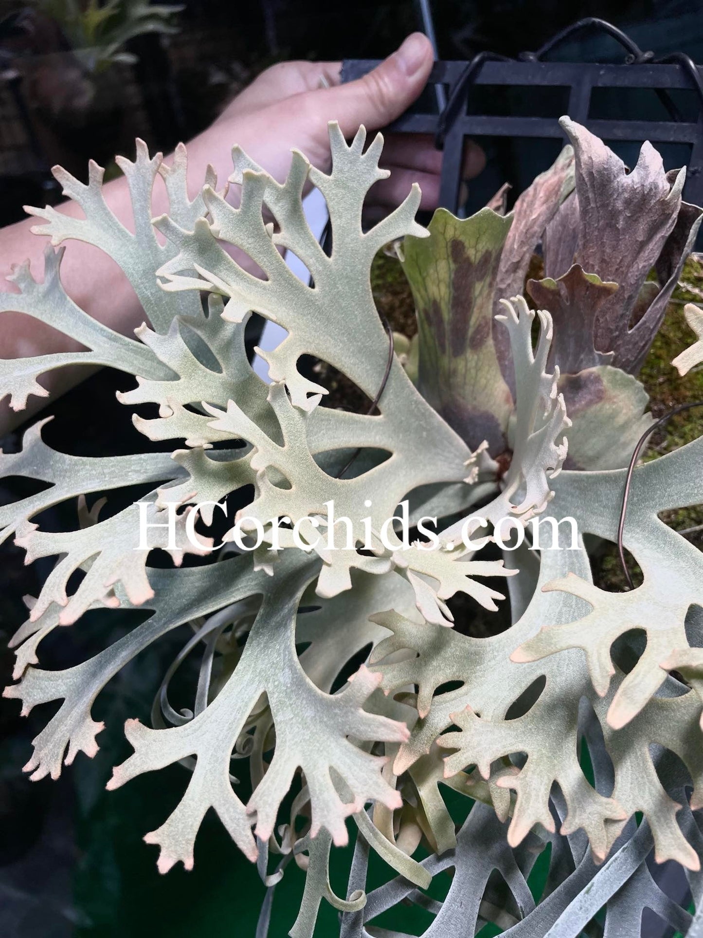Platycerium Willinckii “Zapdos”