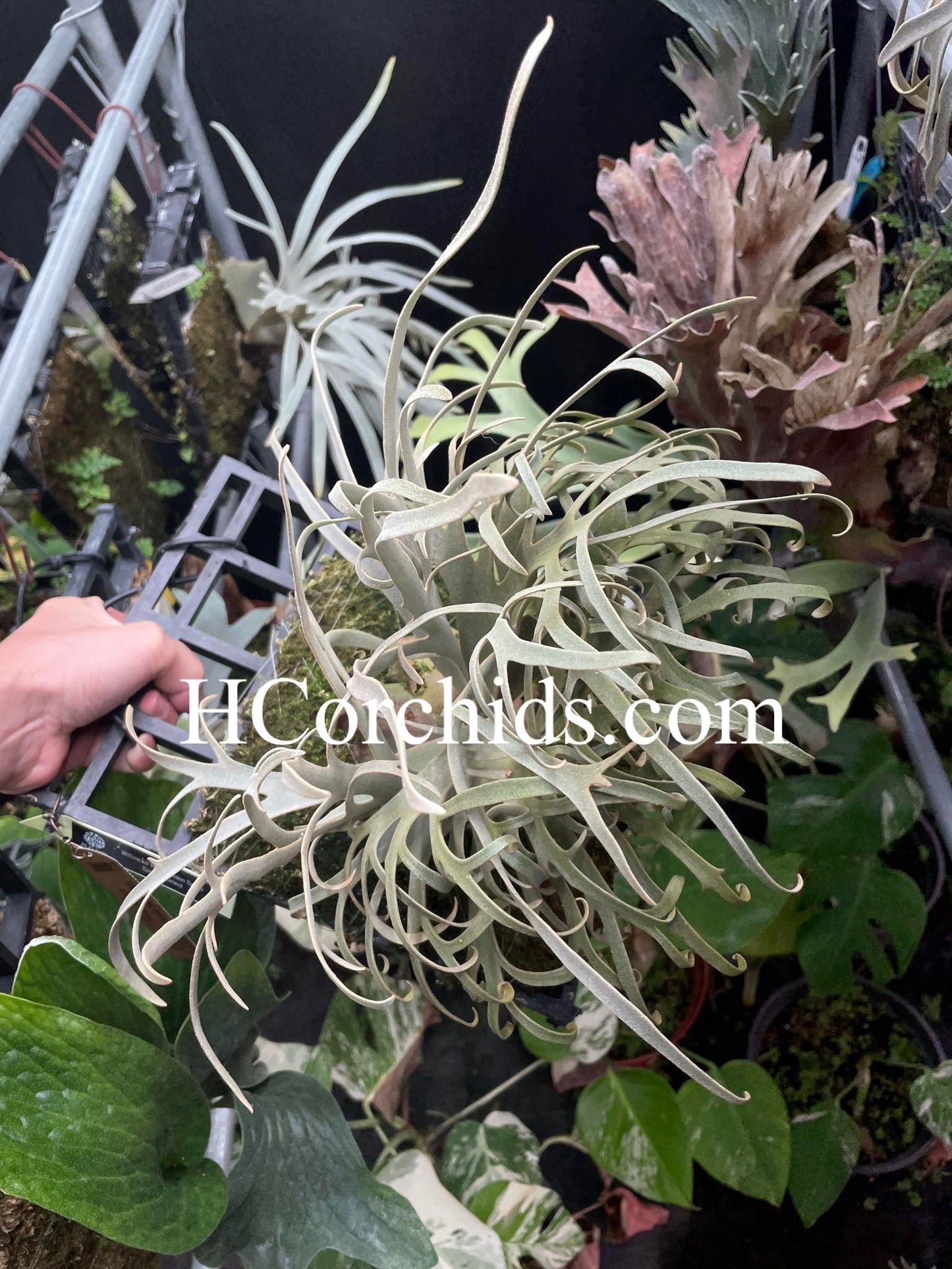 Platycerium Willinckii “Zapdos”