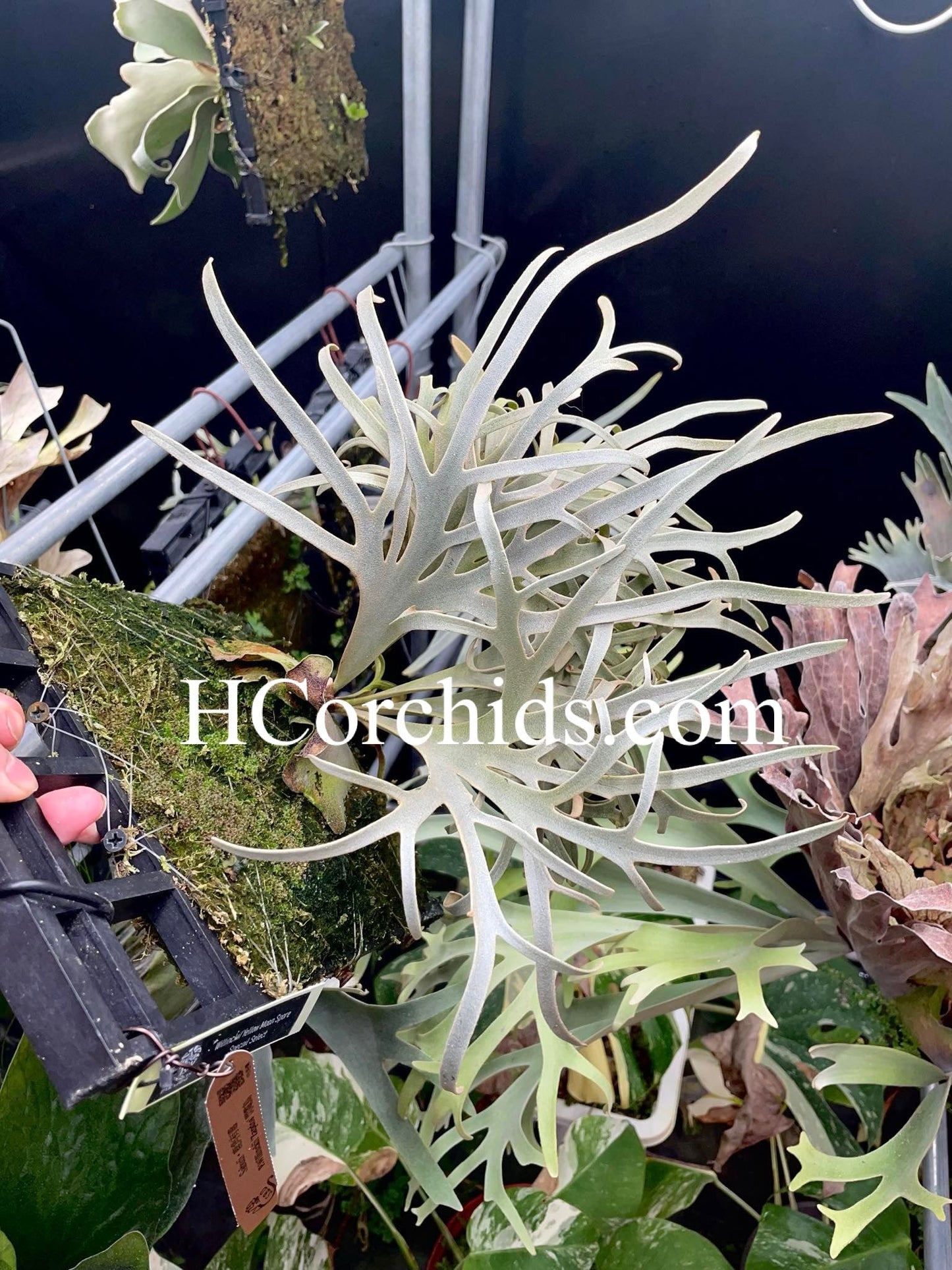 Platycerium Willinckii “Zapdos”