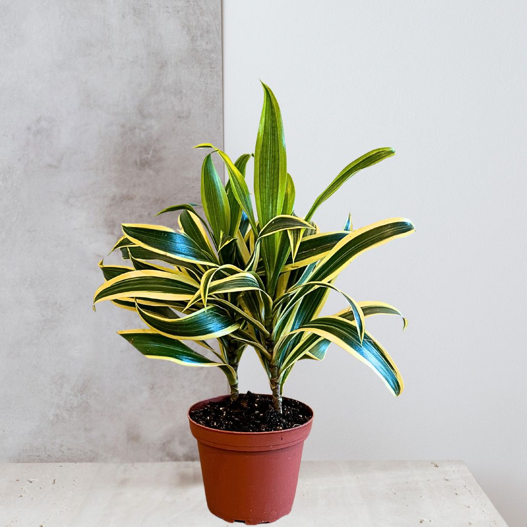 Dracaena 'Song of India'