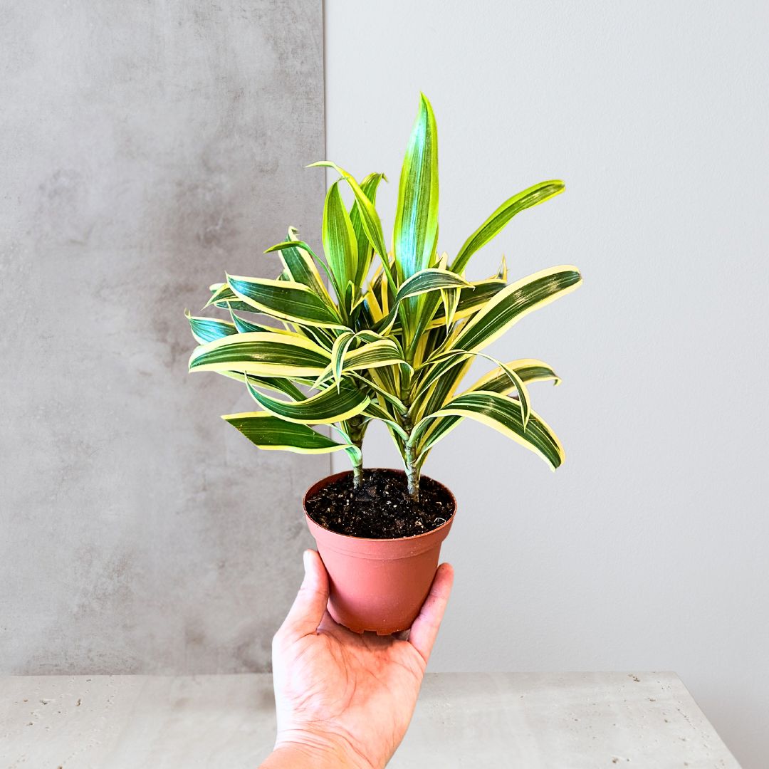 Dracaena 'Song of India'