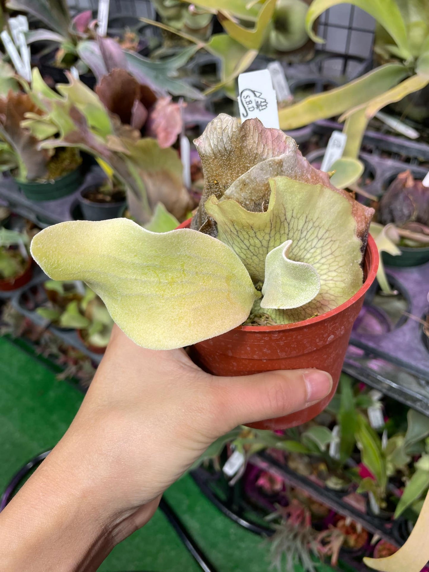 Platycerium Butterfly Moon