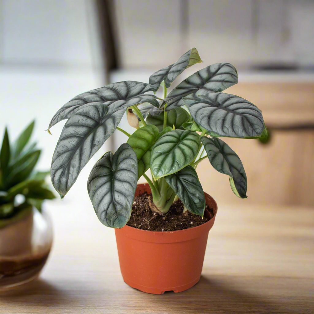Alocasia Silver Dragon