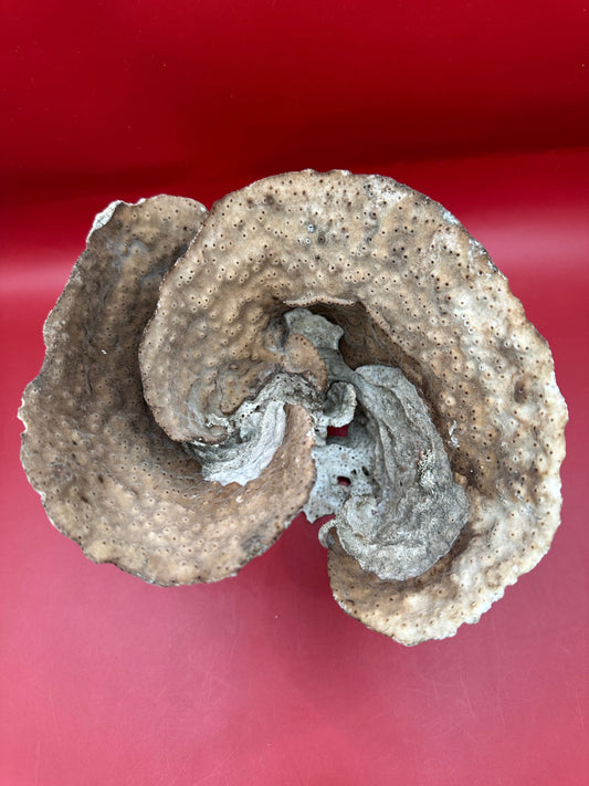 Vintage Natural Cup Coral - Turbinaria reniformis, Exact Coral 7.5x6x5"