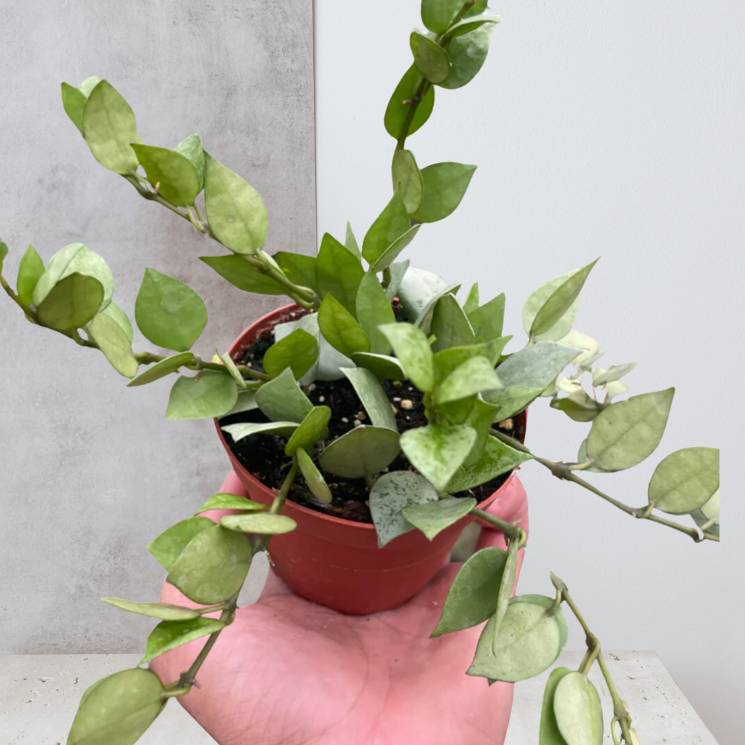Hoya 'Krohniana Super Silver'