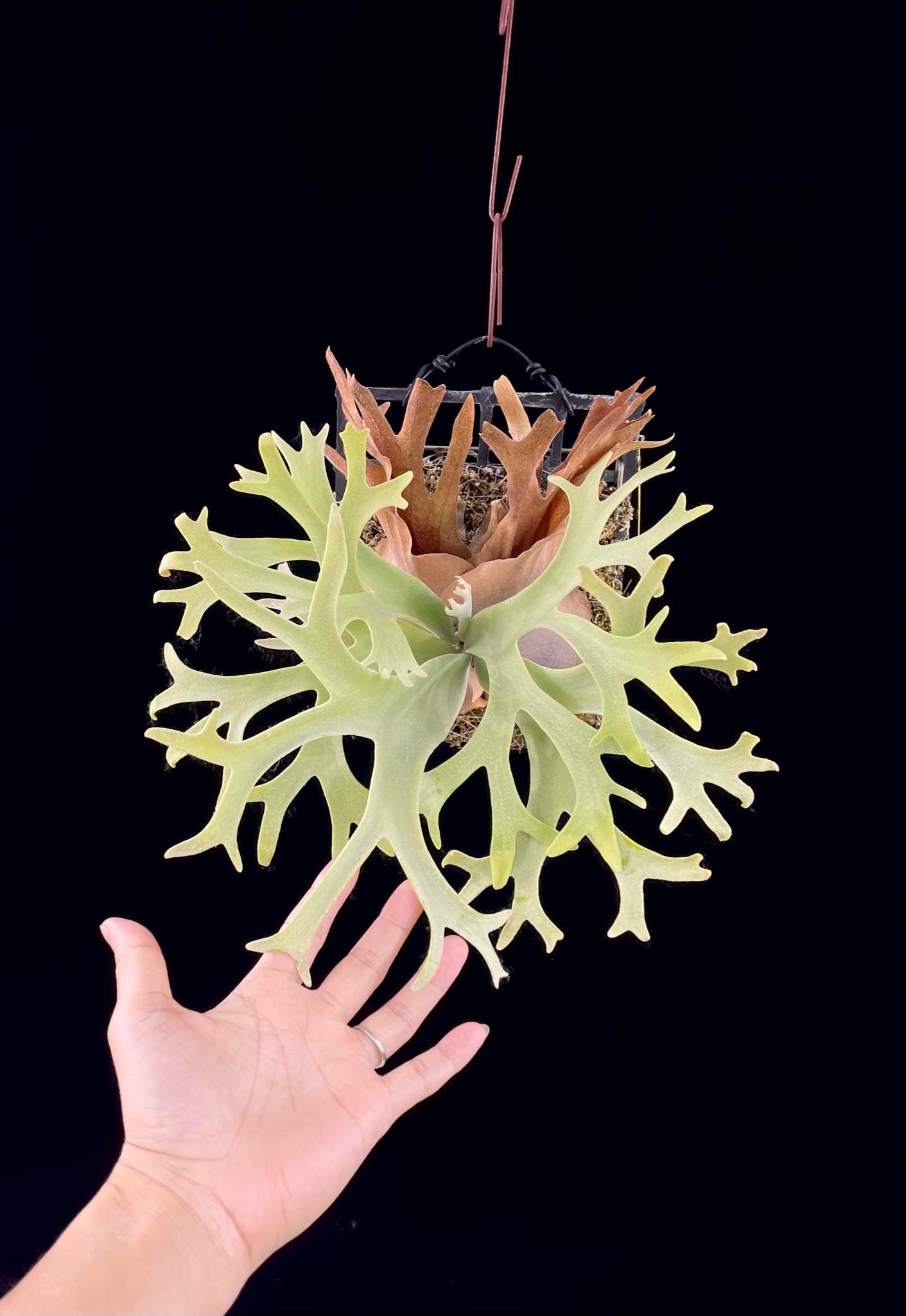 Platycerium willinckii “Lucky Girl” – Rare Staghorn Fern Select | First Pup Offering