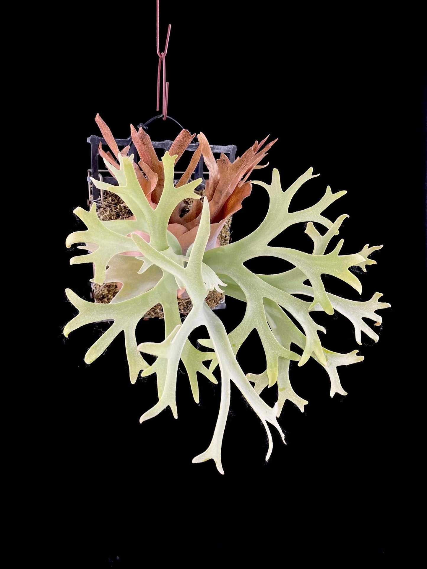 Platycerium willinckii “Lucky Girl” – Rare Staghorn Fern Select | First Pup Offering