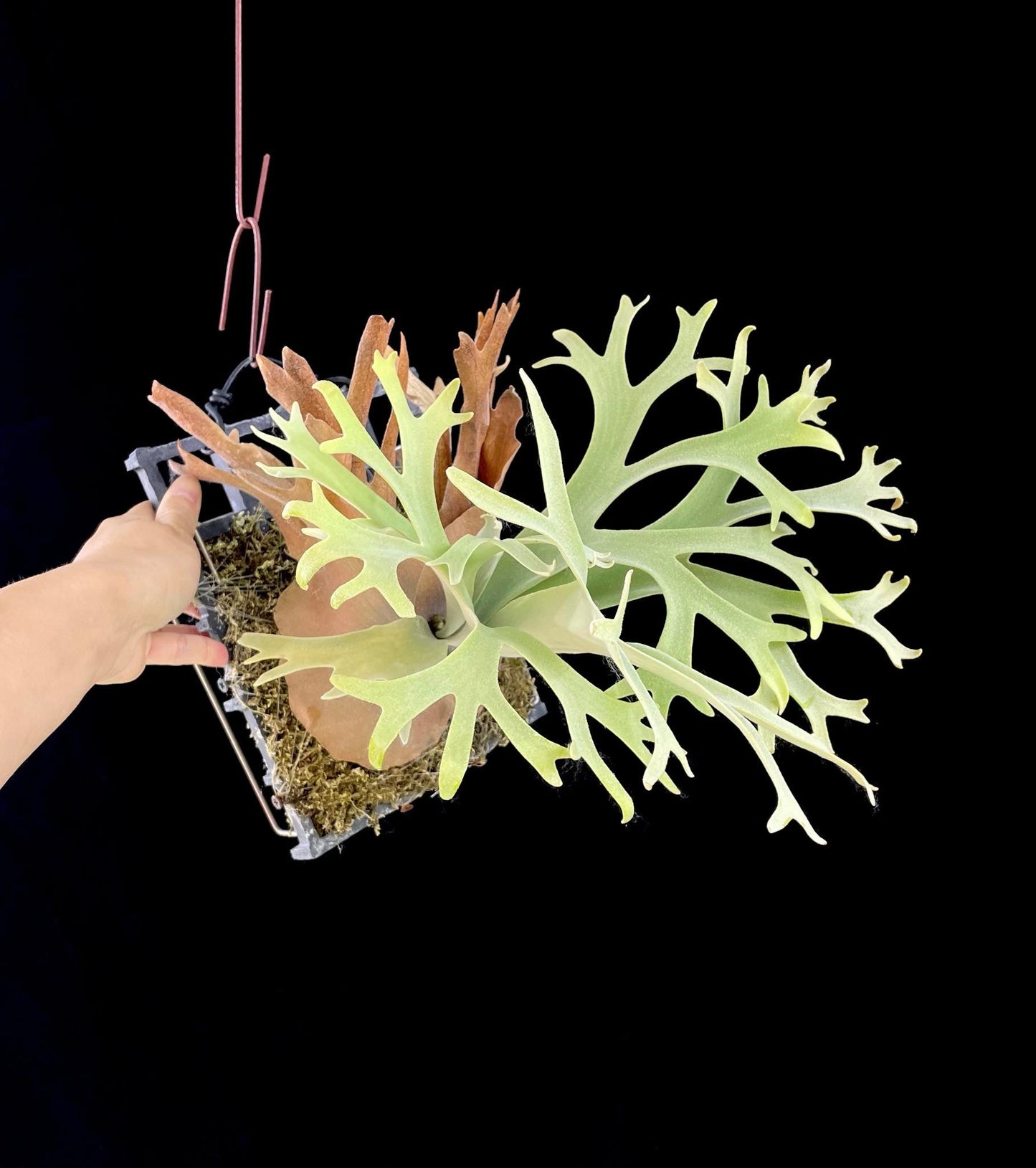 Platycerium willinckii “Lucky Girl” – Rare Staghorn Fern Select | First Pup Offering