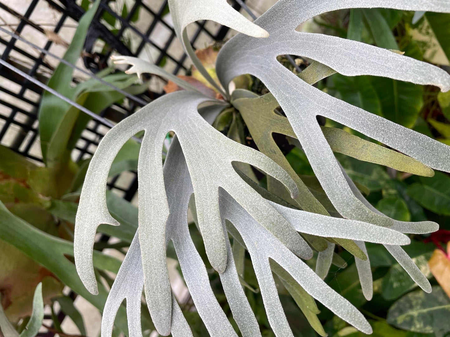 Platycerium Moonlight