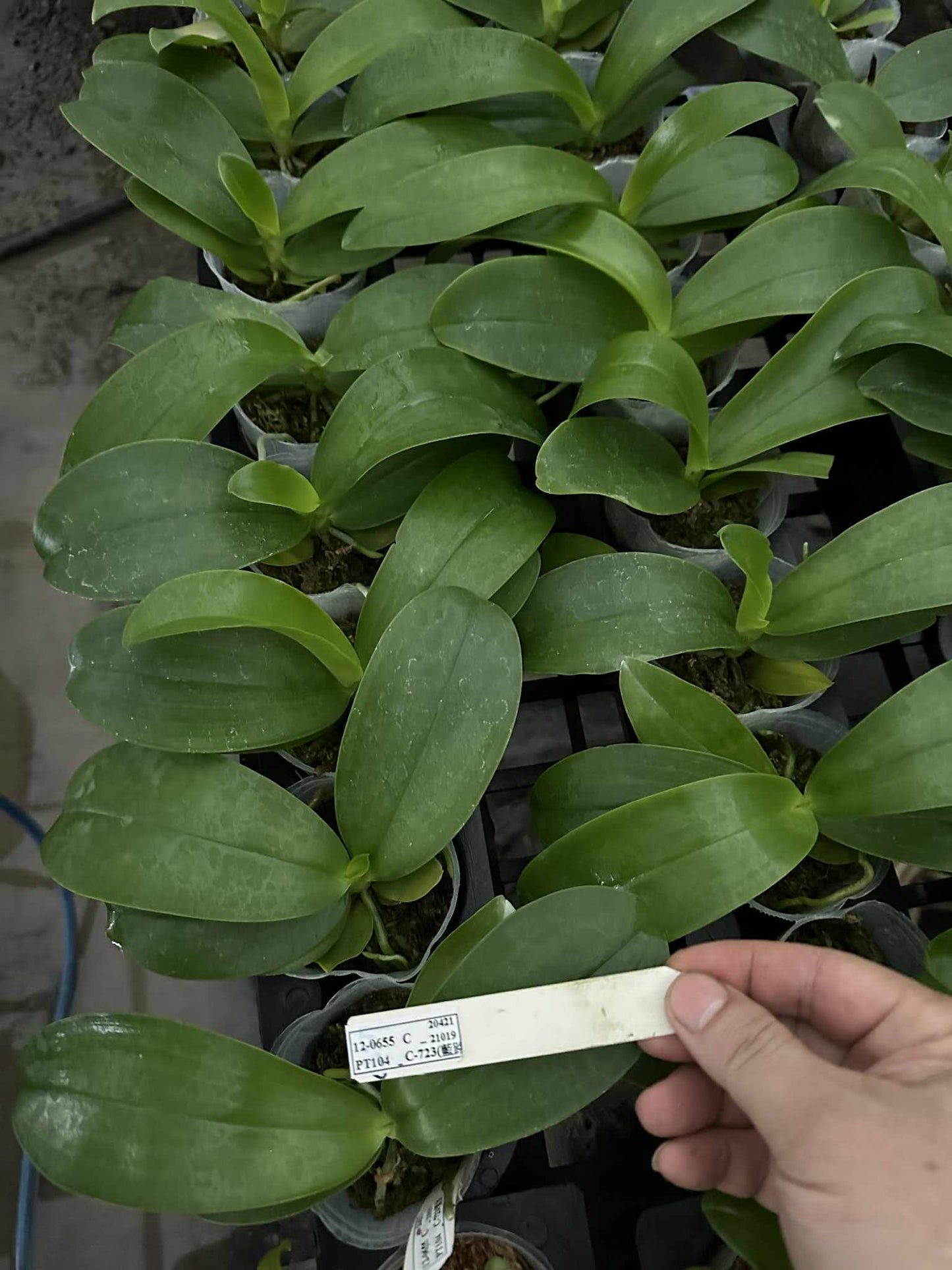 Phalaenopsis lueddemanniana coerulea x sib – Rare Fragrant Orchid Species | Live Plant