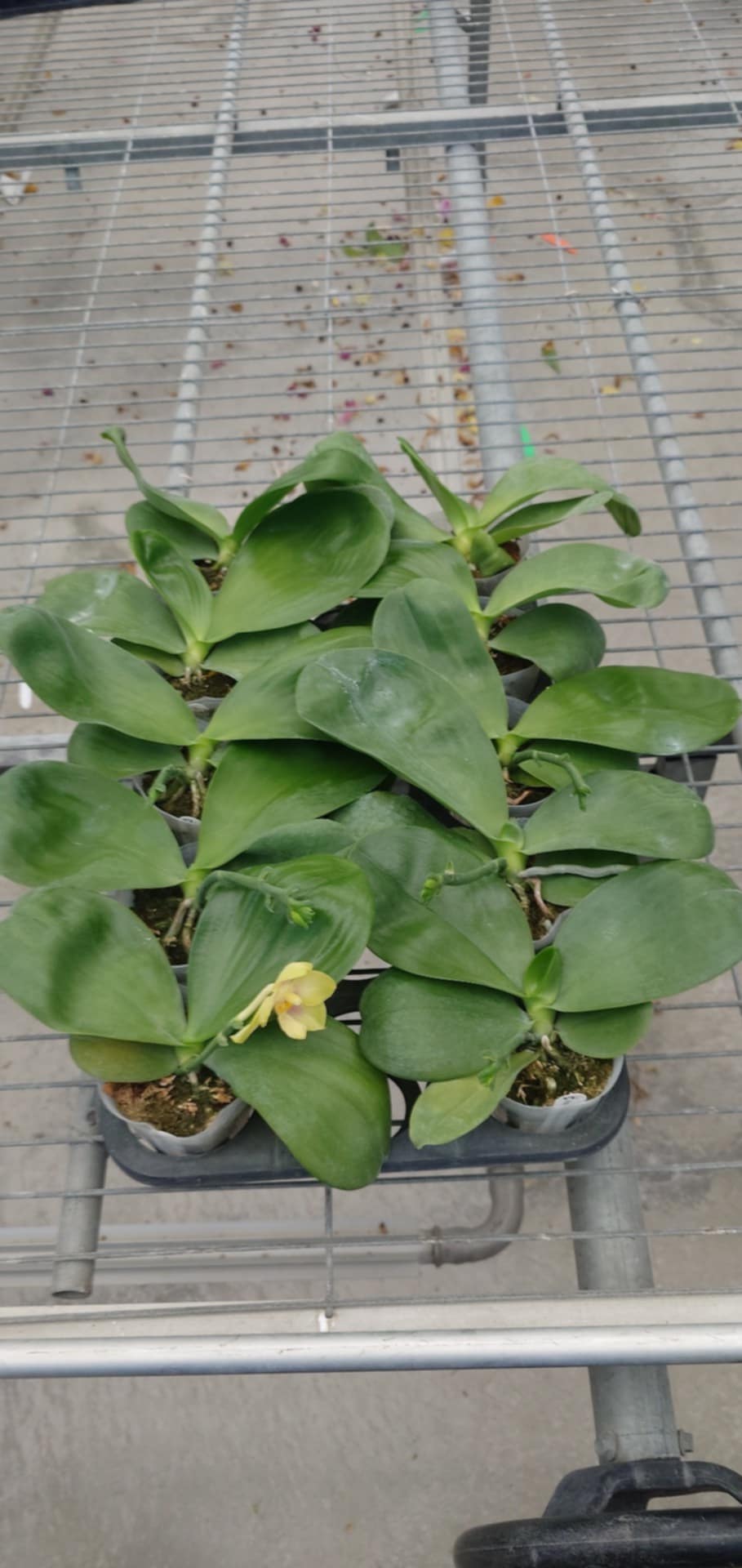 Phalaenopsis Patti Lee – Rare Hybrid Orchid | Live Plant