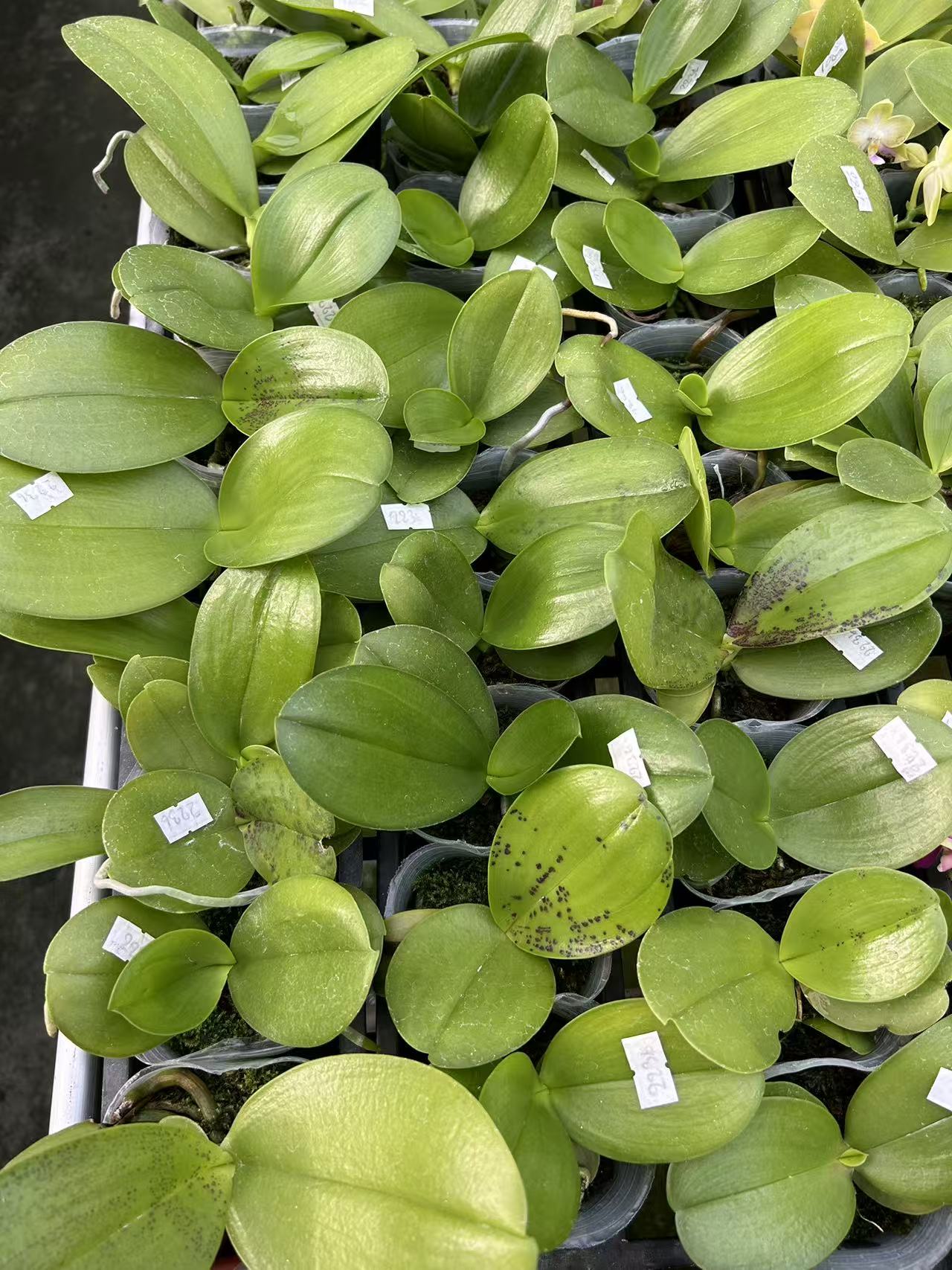 Phalaenopsis Miro Sun ‘BK’ x (Yaphon Super Jaguar x Yaphon Good Boy x venosa) – Rare Hybrid Orchid | Live Plant