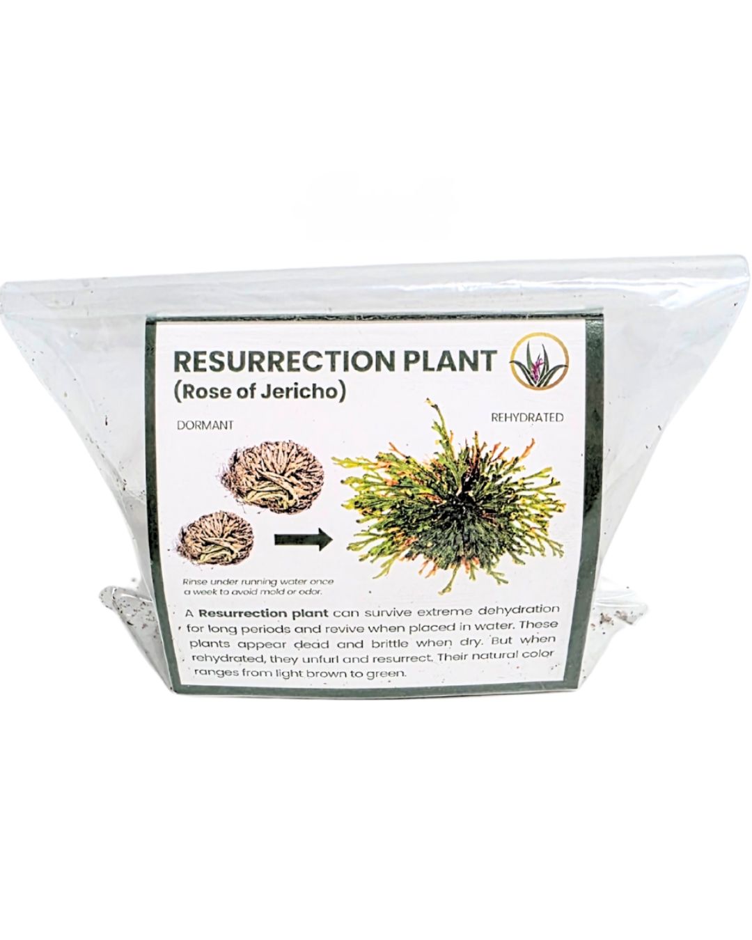 Resurrection Plant