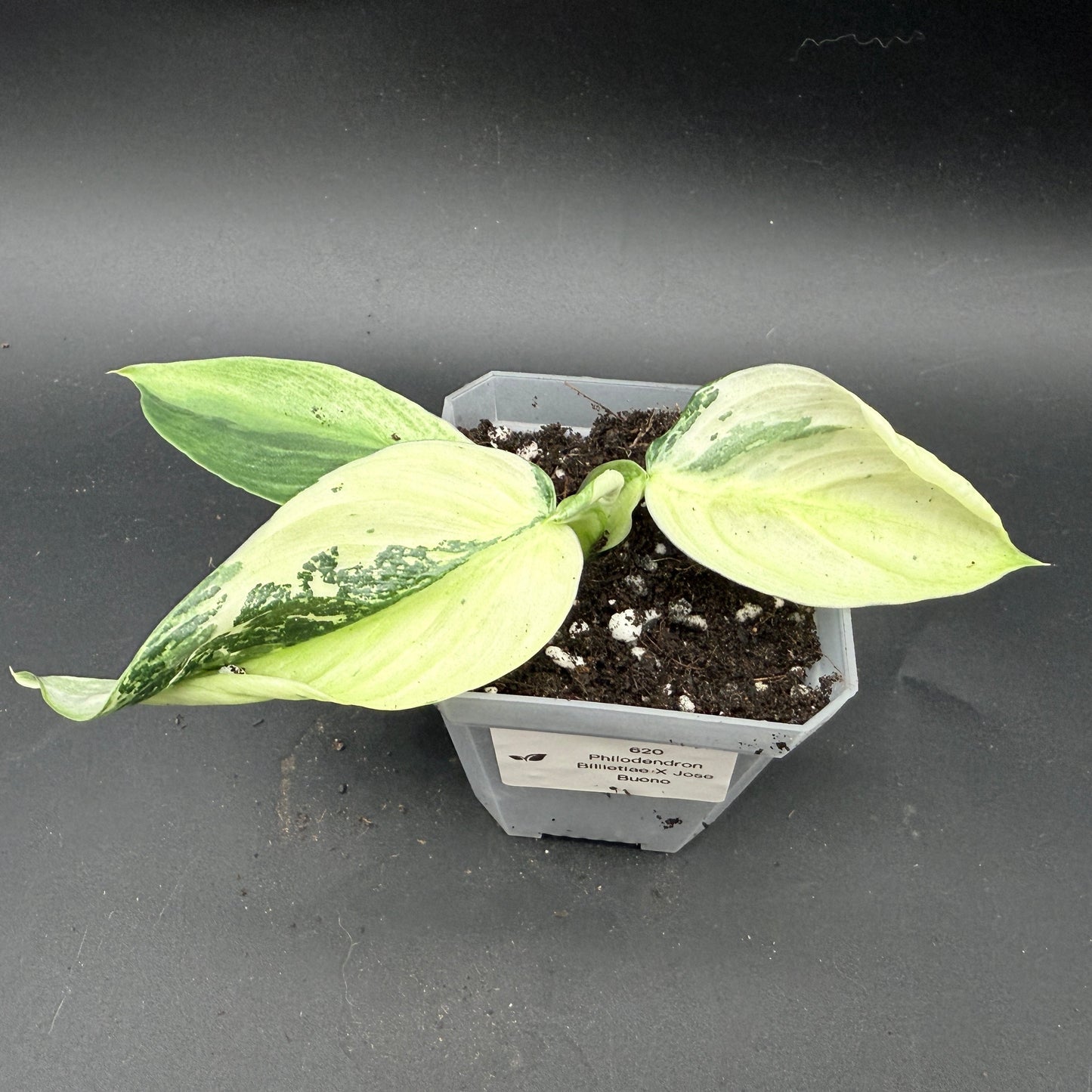Philodendron billietiae x Jose Buono Variegated (620)