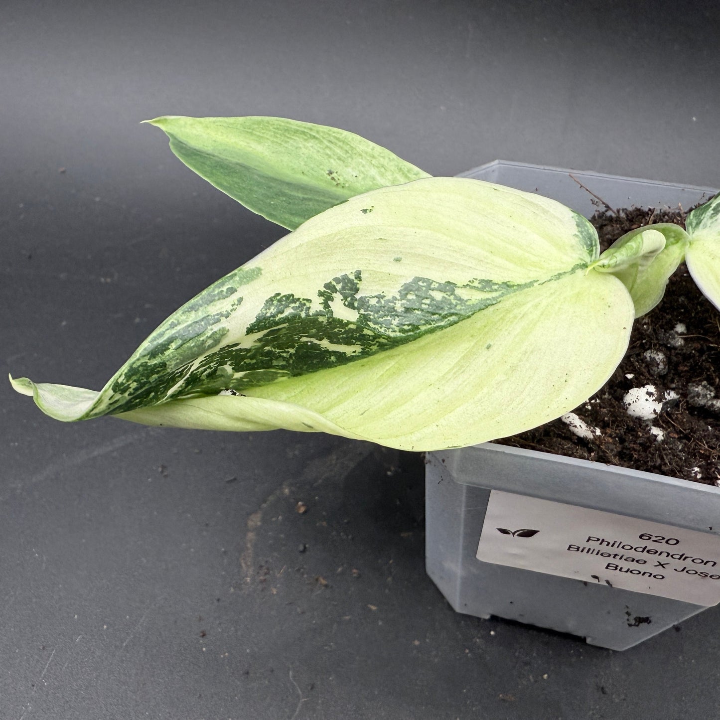 Philodendron billietiae x Jose Buono Variegated (620)