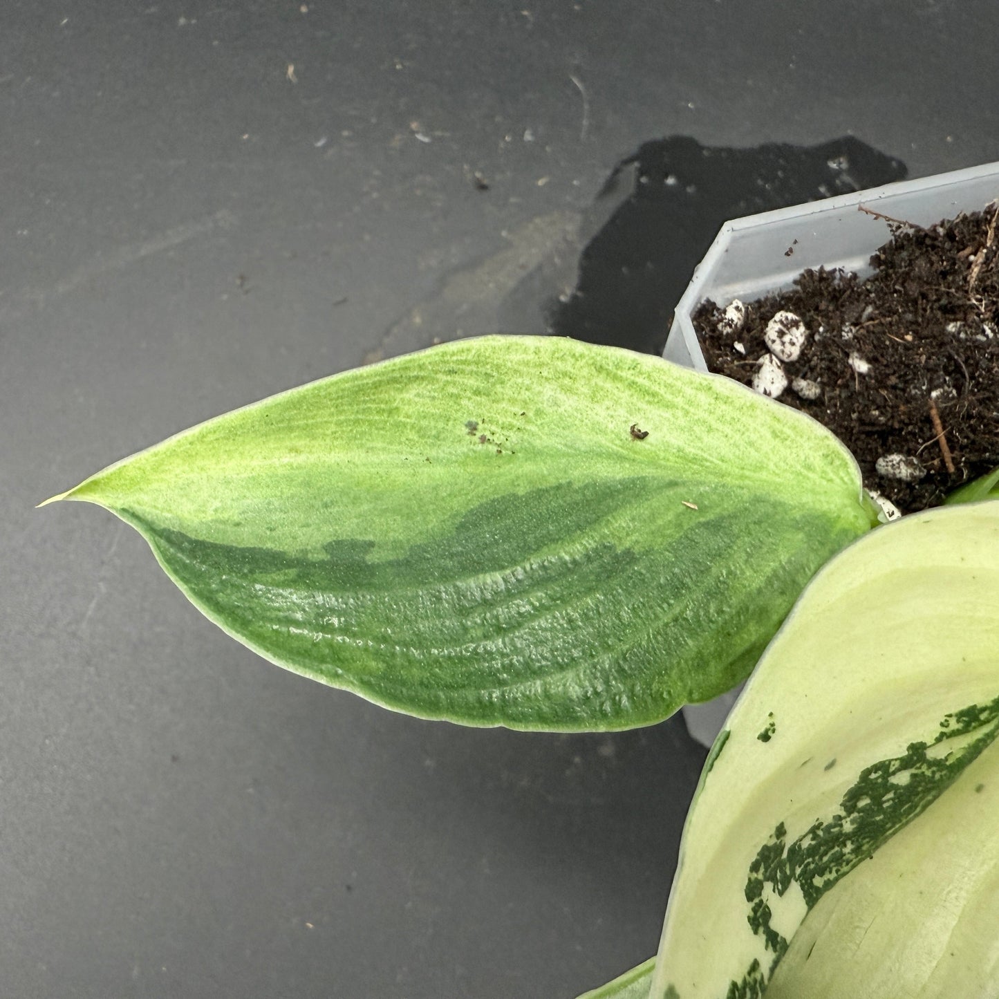 Philodendron billietiae x Jose Buono Variegated (620)