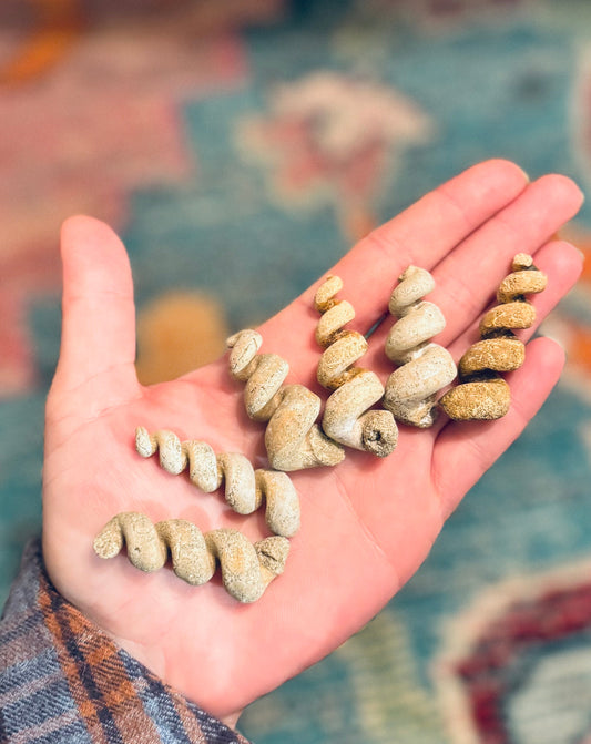 Turritella Shell Fossils, Gastropod Fossil from the Potomac River, Maryland