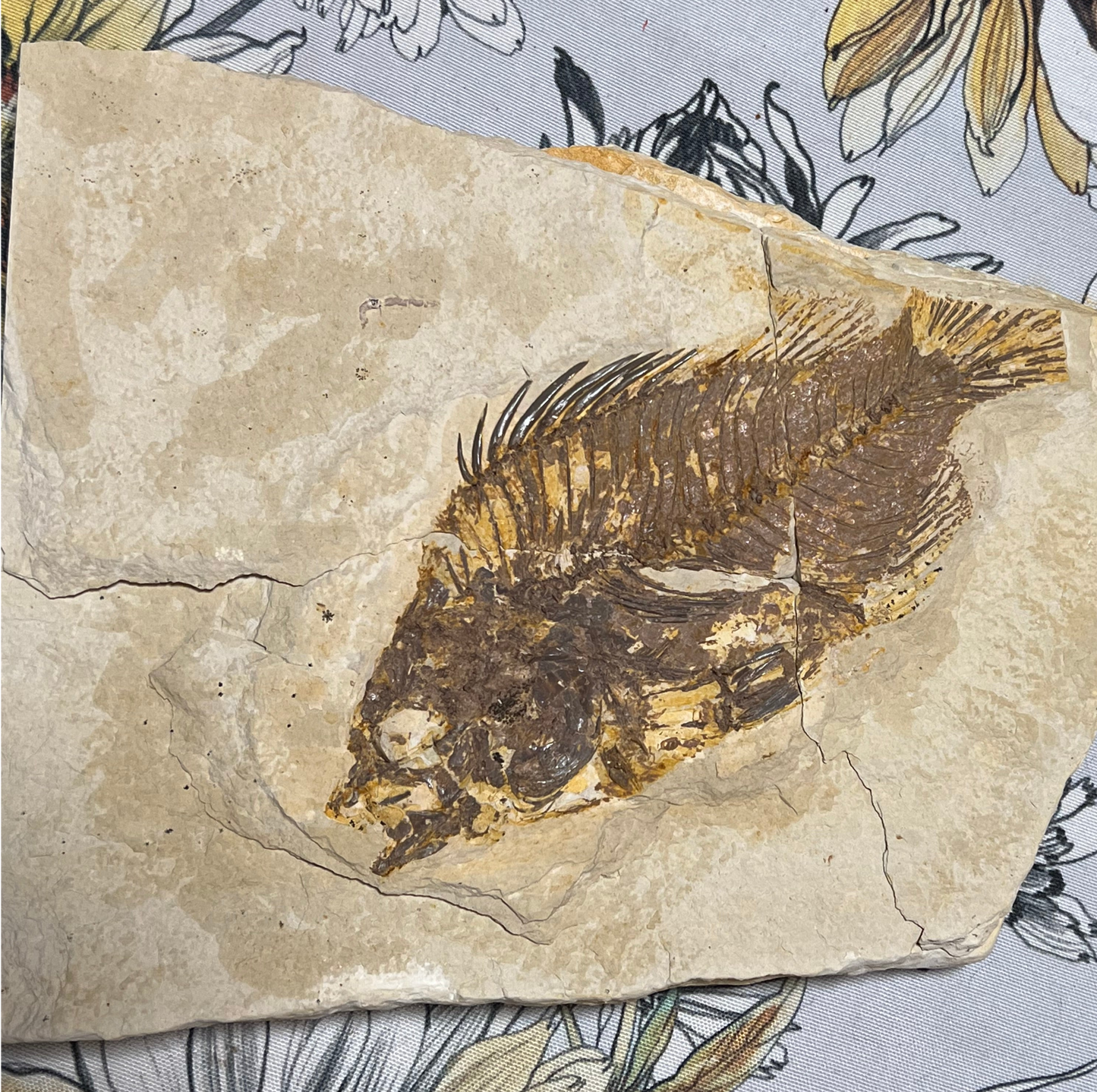 Priscacara serrata fossil #002