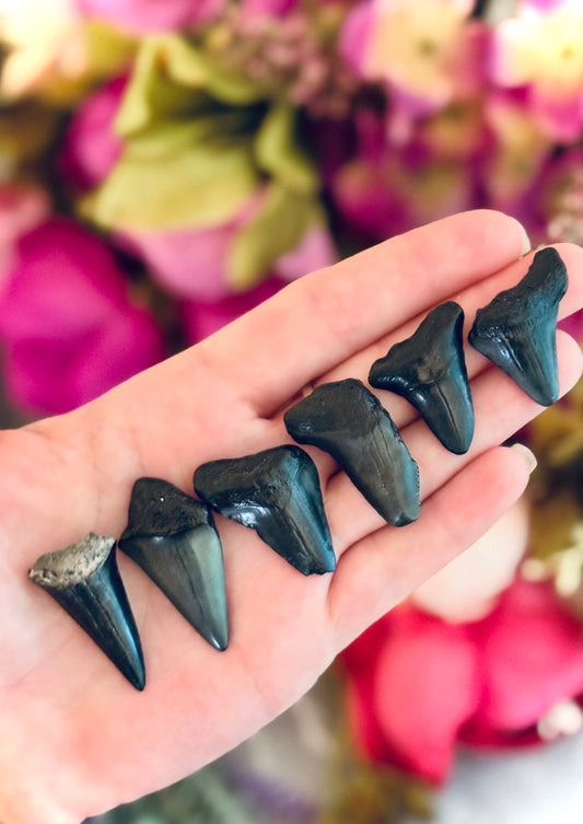 Small Megalodon Teeth Fossils – Authentic Shark Teeth from South Carolina