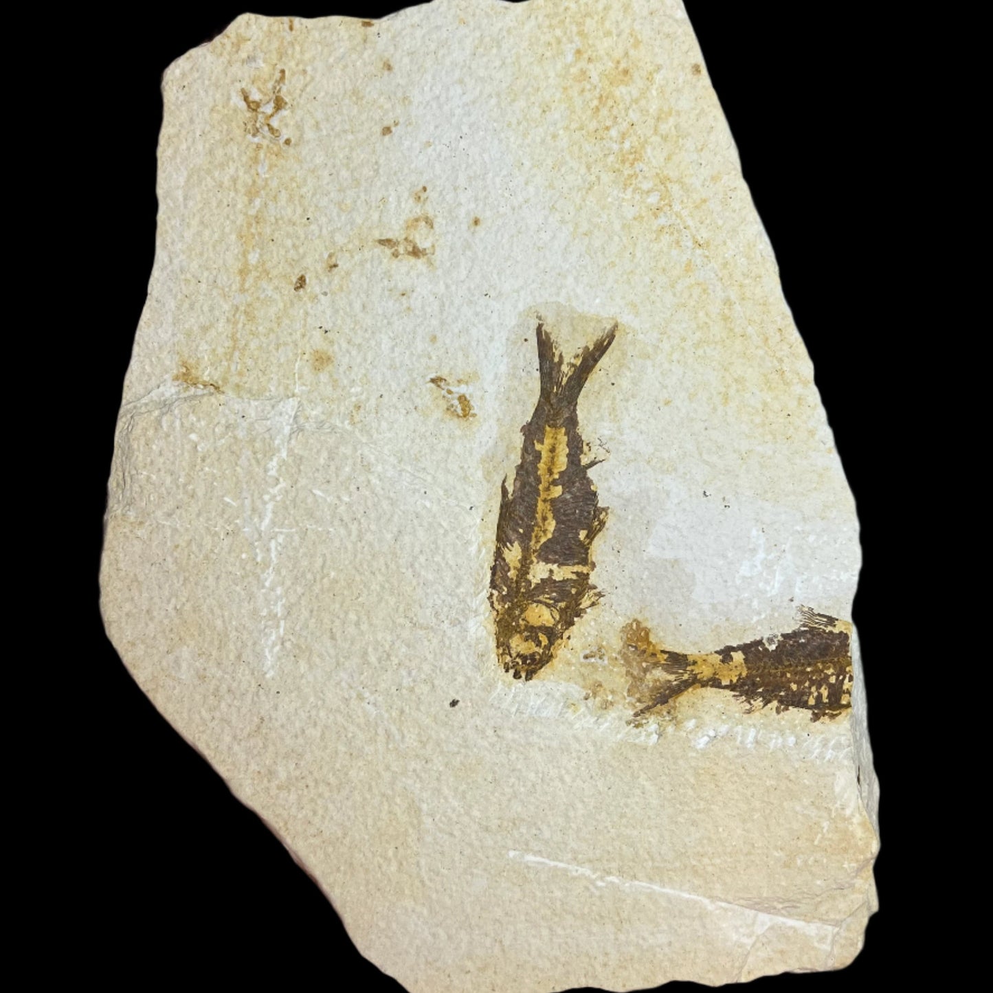 Knigtia eocaena fossil