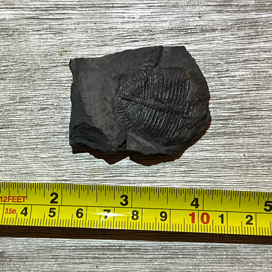 Ogygiocarella debuchi - Trilobite Fossil #6-001