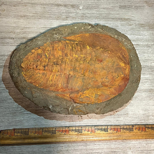 Cambropallas telesto - trilobite fossil #6-004