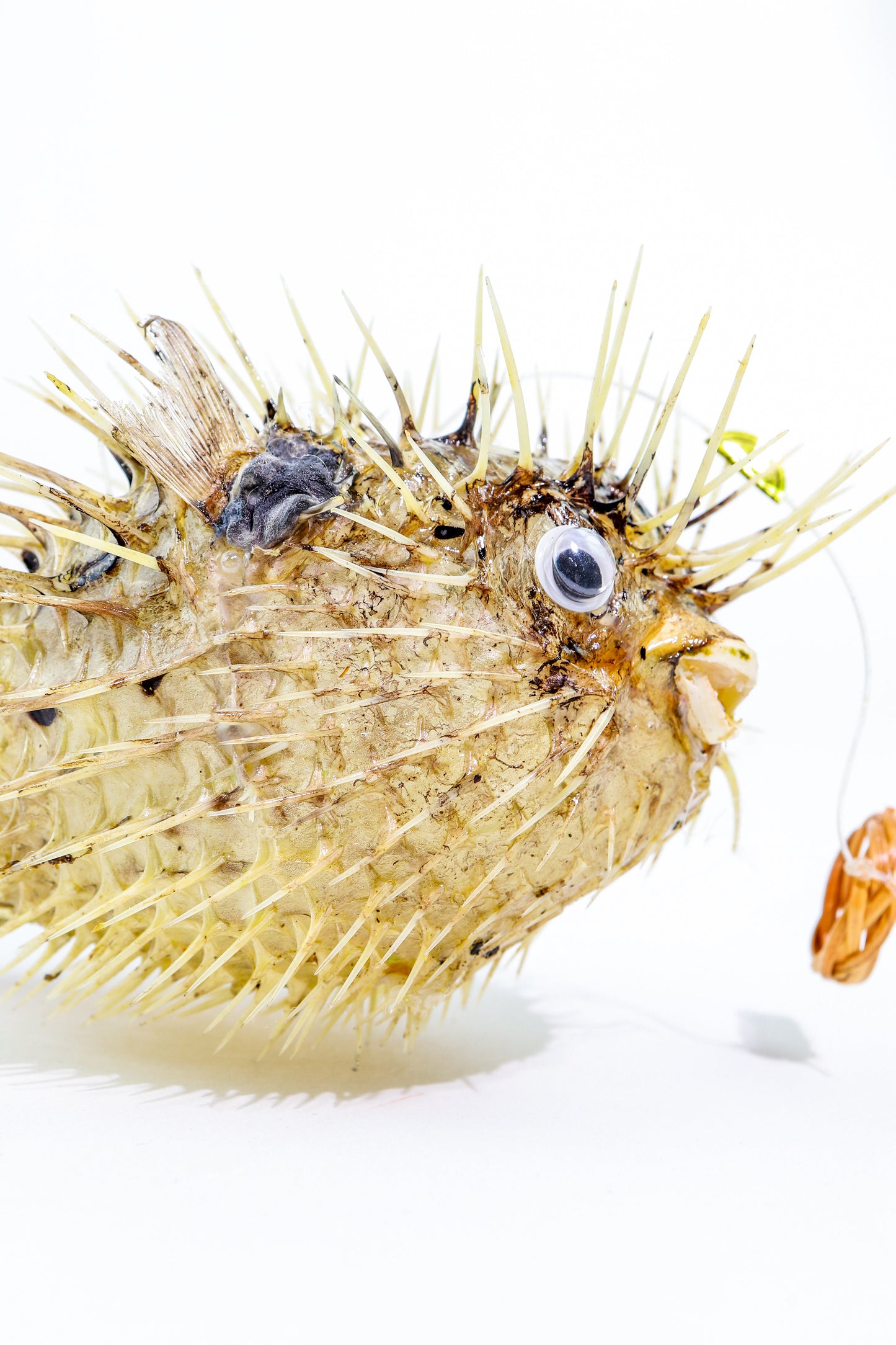 Porcupinefish