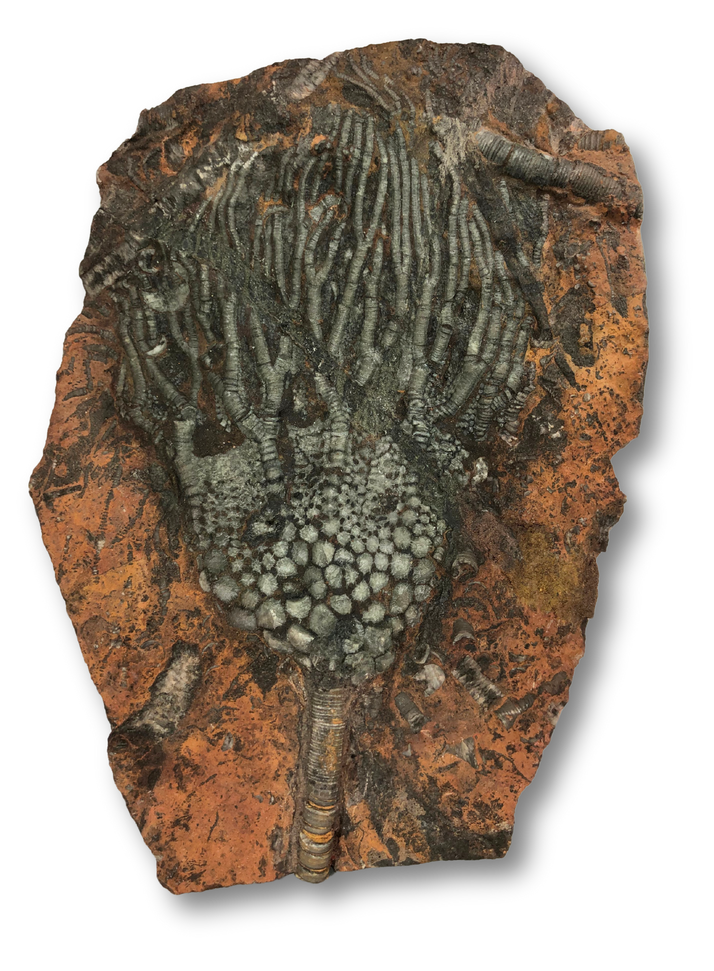 Crinoid Fossil