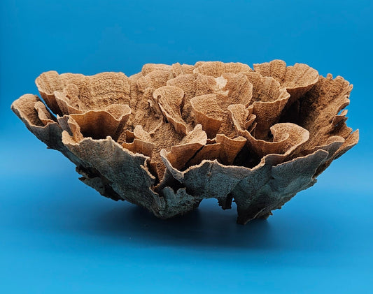 Vintage Poca Coral Specimen - Natural Coastal Home Decor Piece