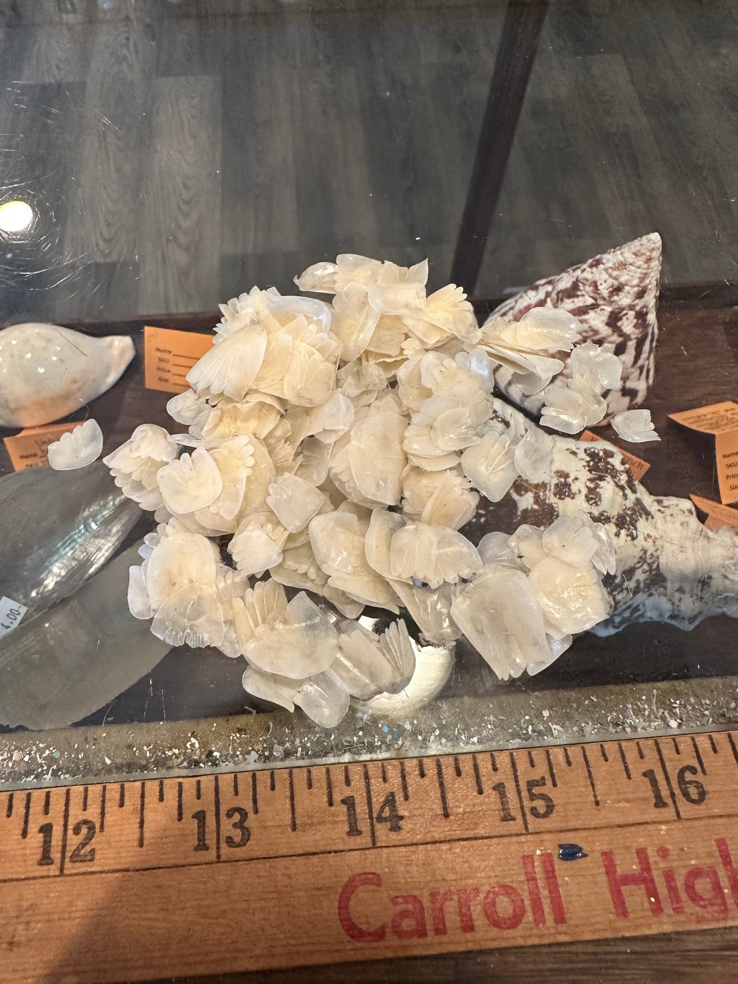 Tarpon Fish Scales – Natural Craft Shells for DIY Projects (Small & Large Sizes)