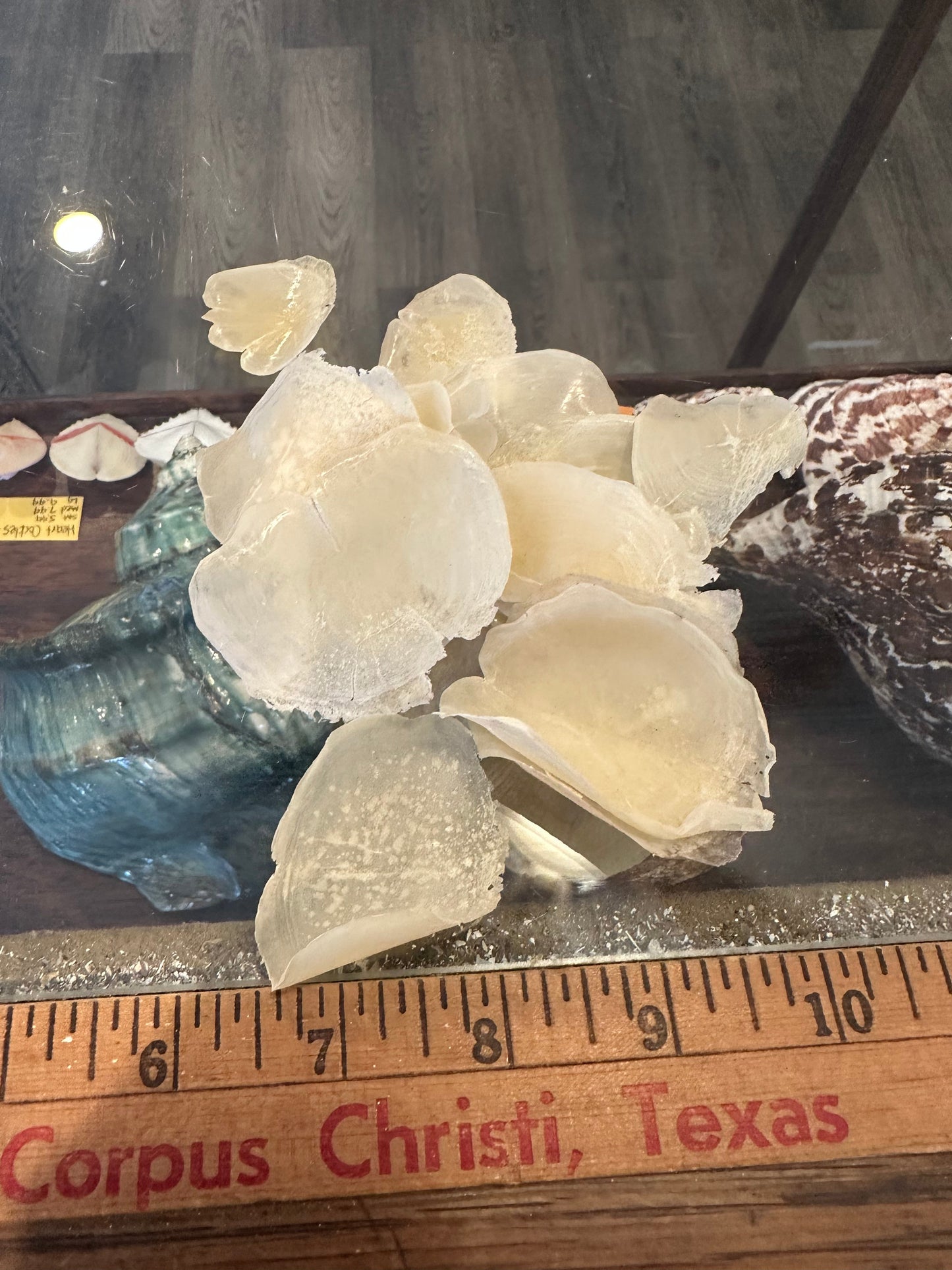 Tarpon Fish Scales – Natural Craft Shells for DIY Projects (Small & Large Sizes)