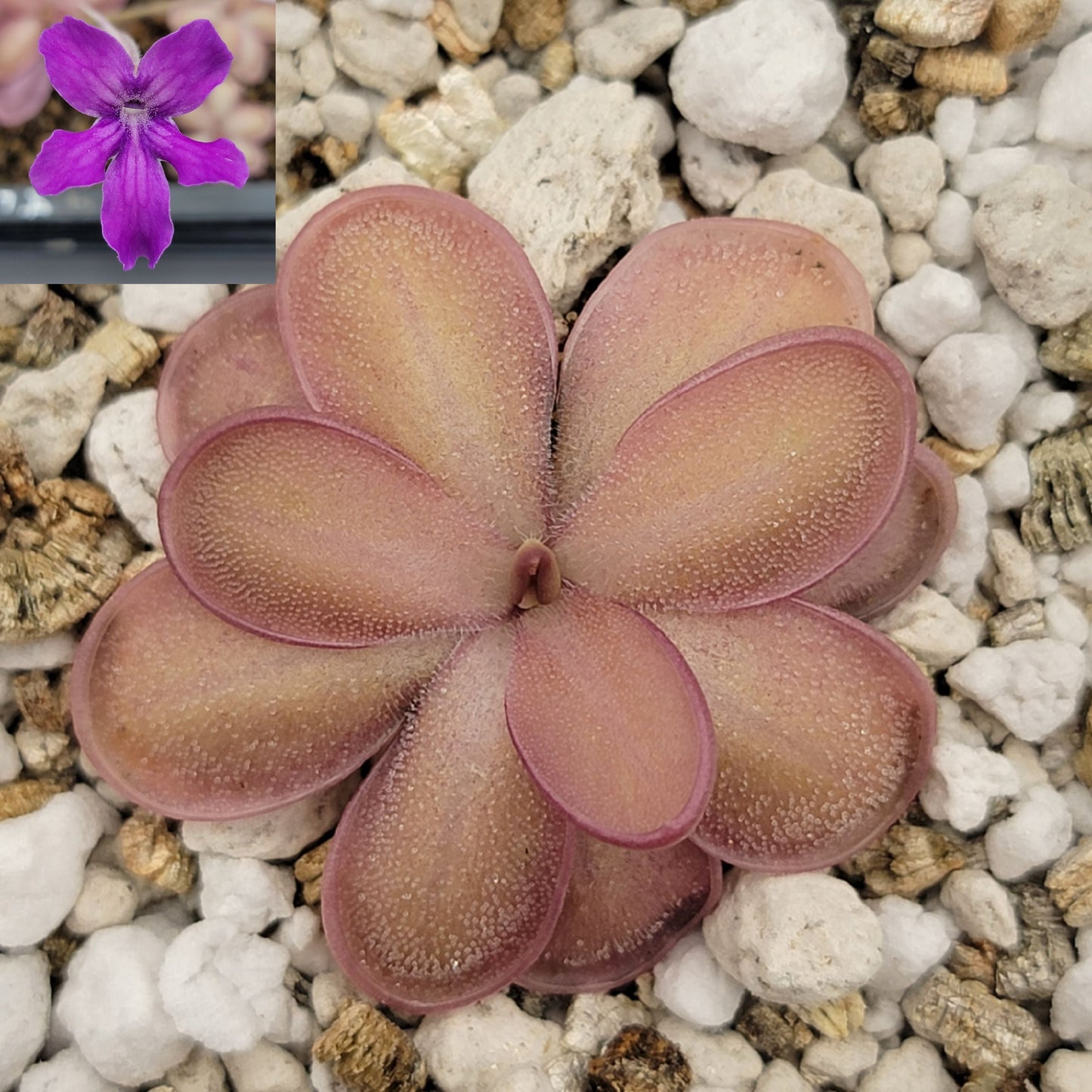 Pinguicula "ANPA A" x laueana – Rare Hybrid Carnivorous Butterwort | Live Plant
