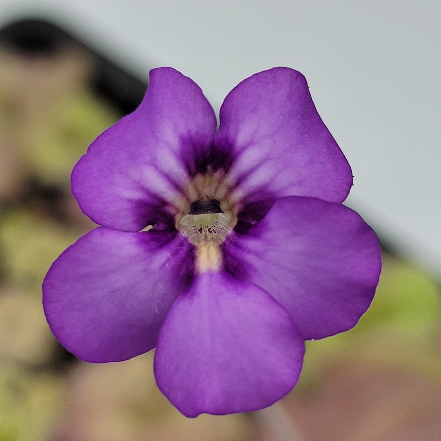 Pinguicula "Jellyfish" – Rare Hybrid Carnivorous Butterwort | Live Plant