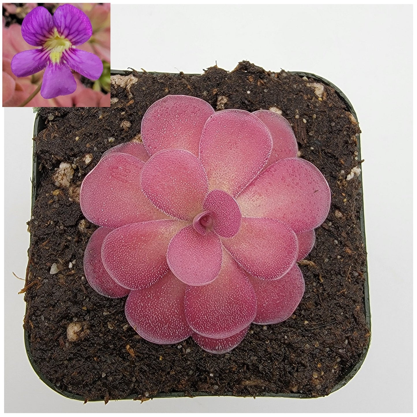 Pinguicula 'Johanna' – Rare Hybrid Carnivorous Butterwort | Live Plant