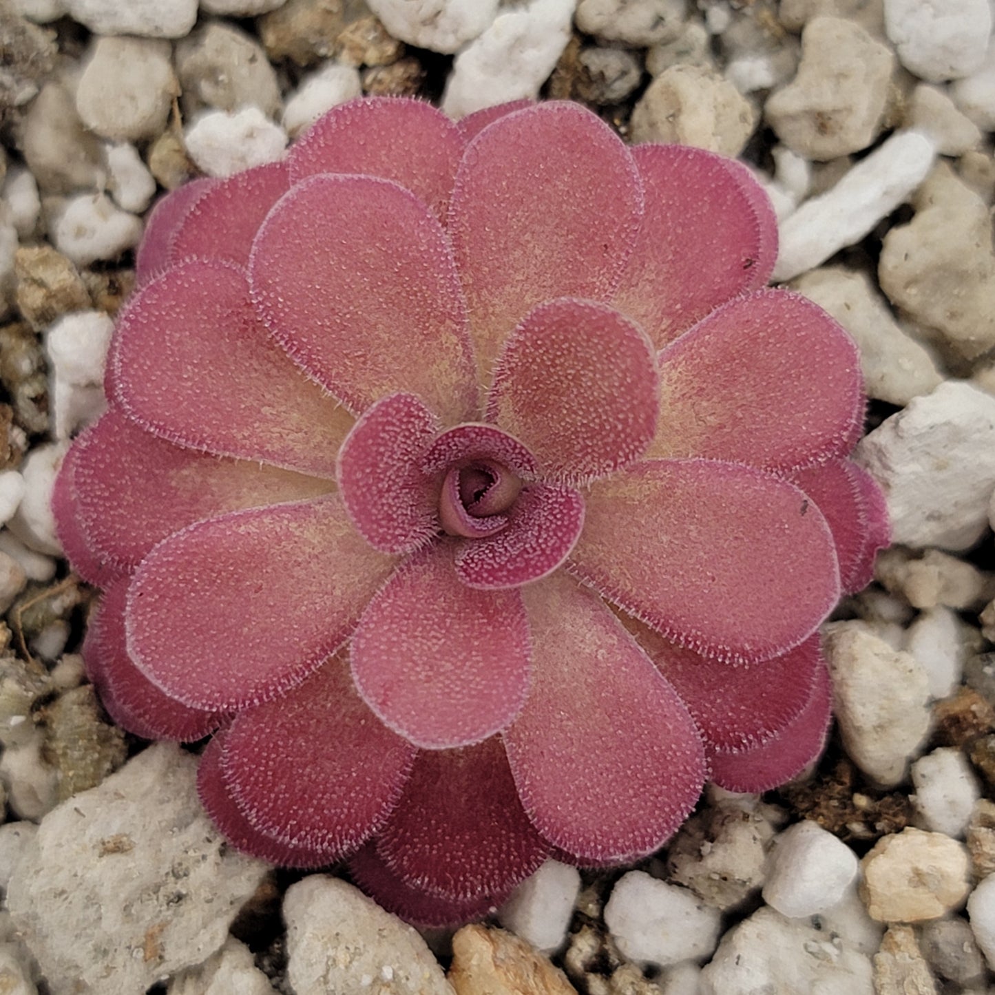 Pinguicula 'Johanna' – Rare Hybrid Carnivorous Butterwort | Live Plant