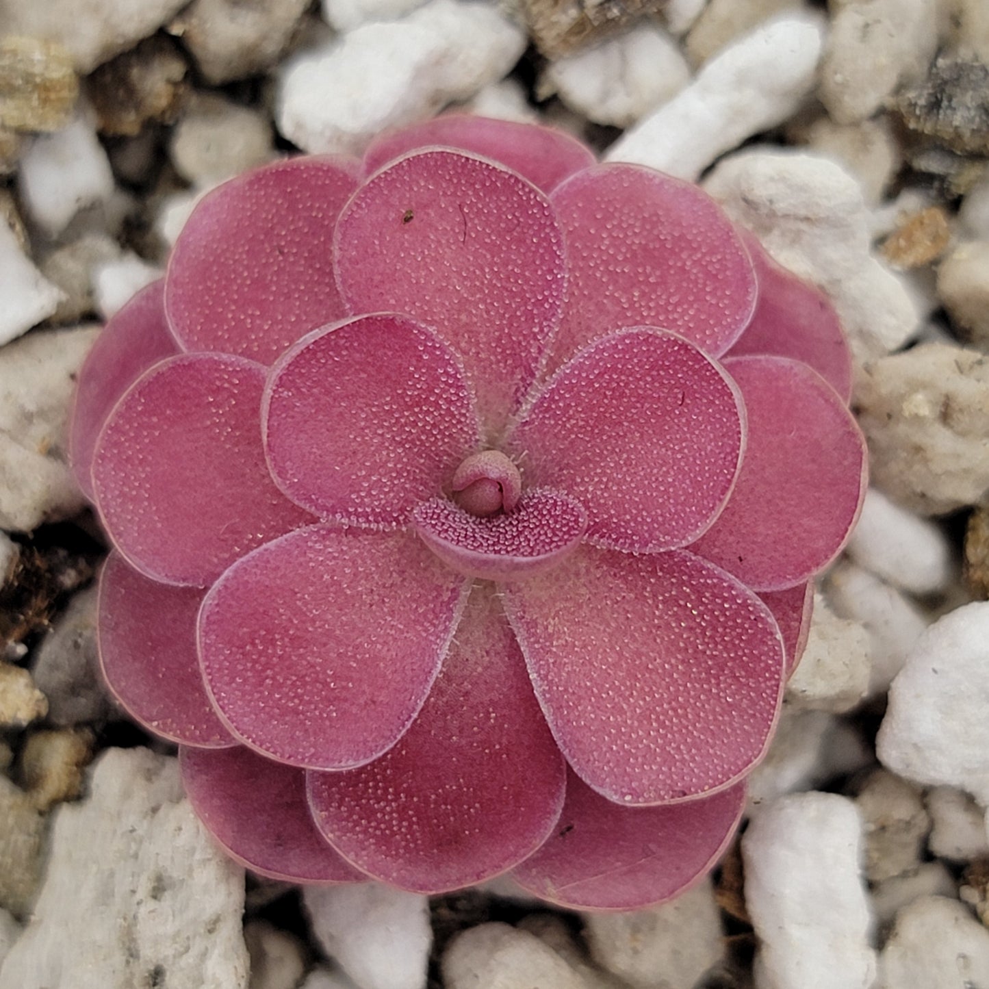 Pinguicula 'Johanna' – Rare Hybrid Carnivorous Butterwort | Live Plant