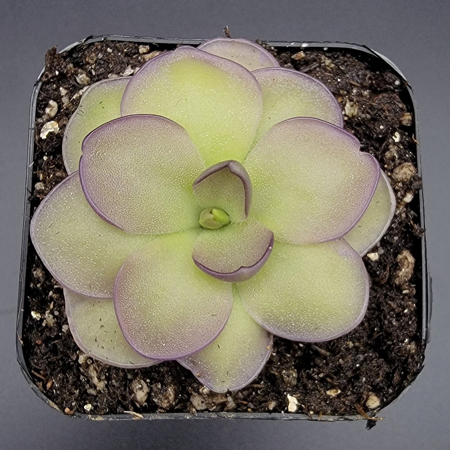 Pinguicula "Leilani" – Rare Hybrid Carnivorous Butterwort | Live Plant