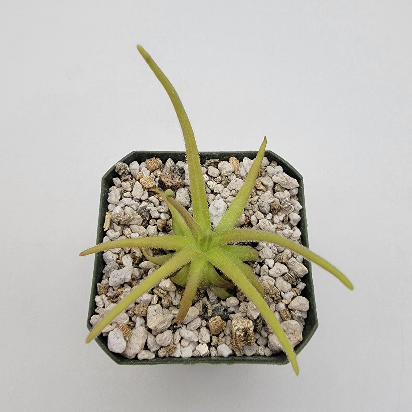 Pinguicula gypsicola x moctezumae – Rare Hybrid Carnivorous Butterwort | Live Plant