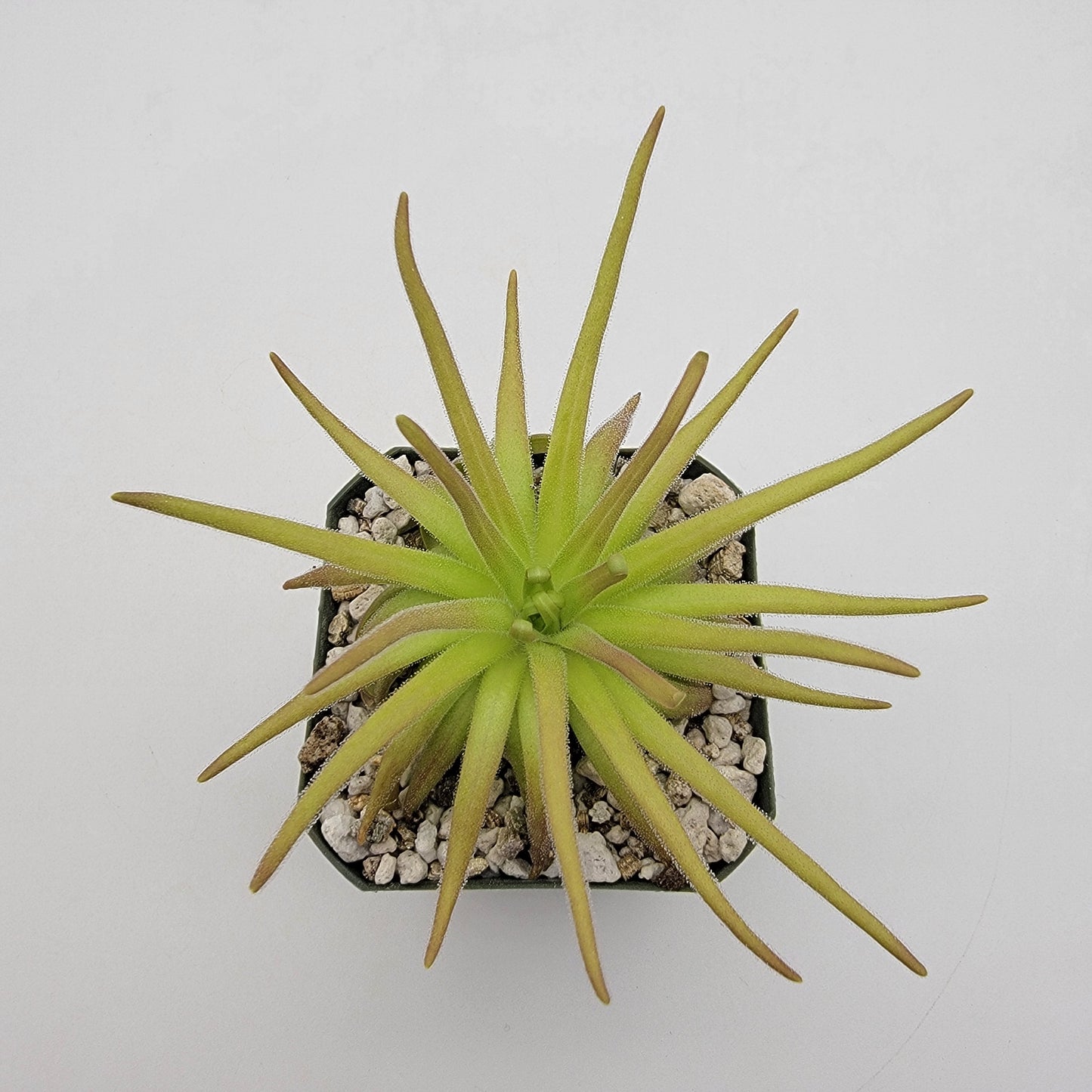 Pinguicula gypsicola x moctezumae – Rare Hybrid Carnivorous Butterwort | Live Plant