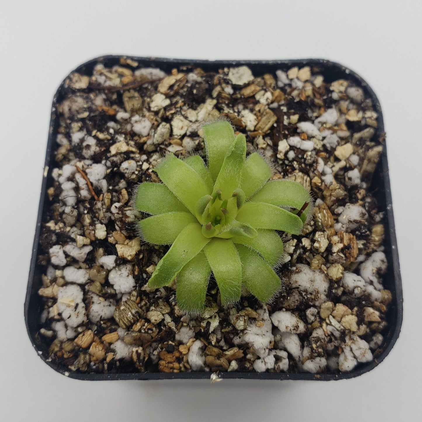 Pinguicula acuminata – Rare Carnivorous Butterwort | Seasonal Live Plant