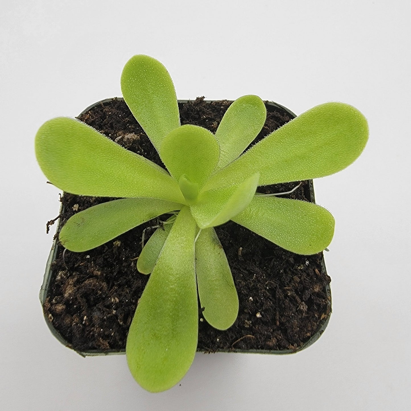 Pinguicula agnata 'True Blue' – Rare Mexican Carnivorous Butterwort | Live Plant