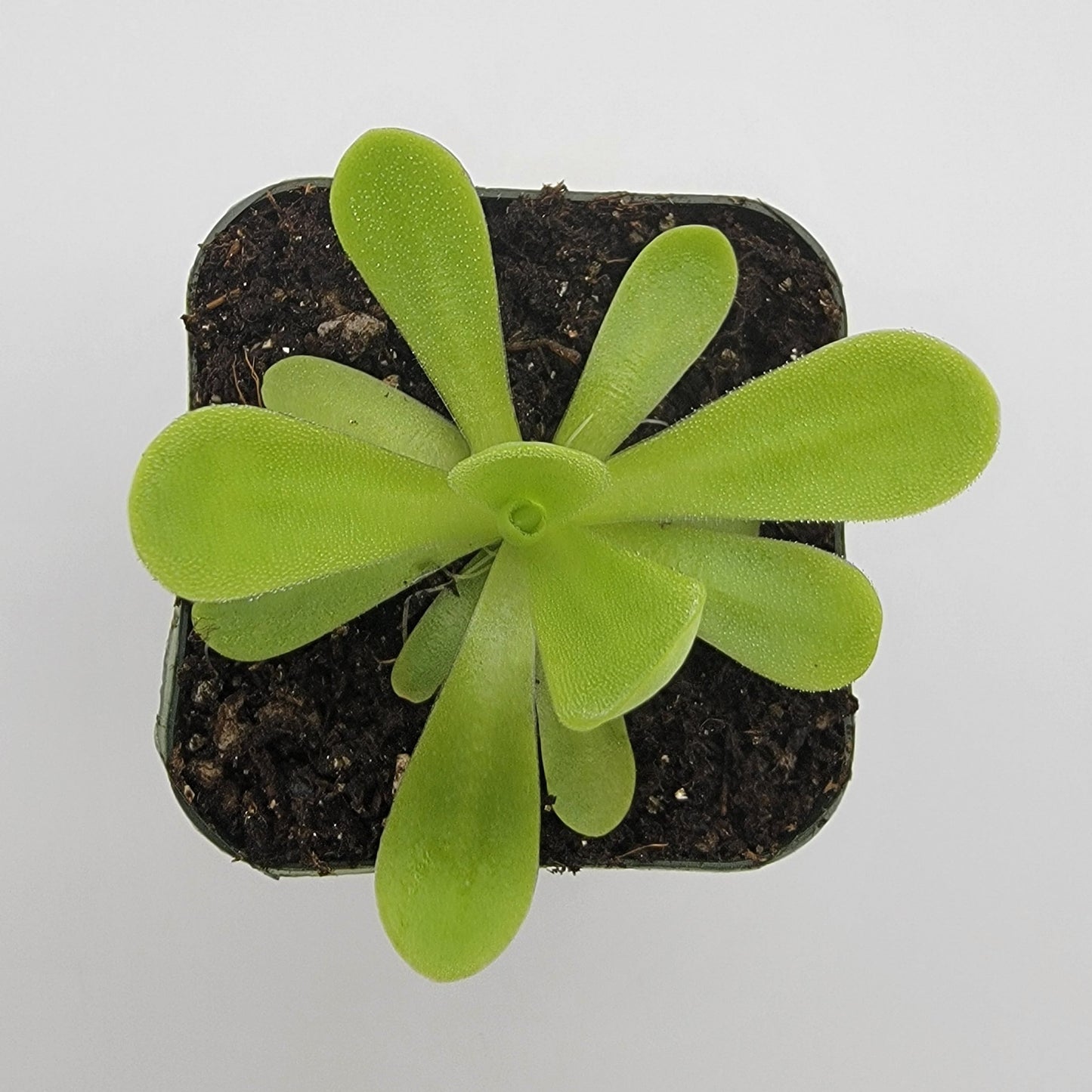 Pinguicula agnata 'True Blue' – Rare Mexican Carnivorous Butterwort | Live Plant