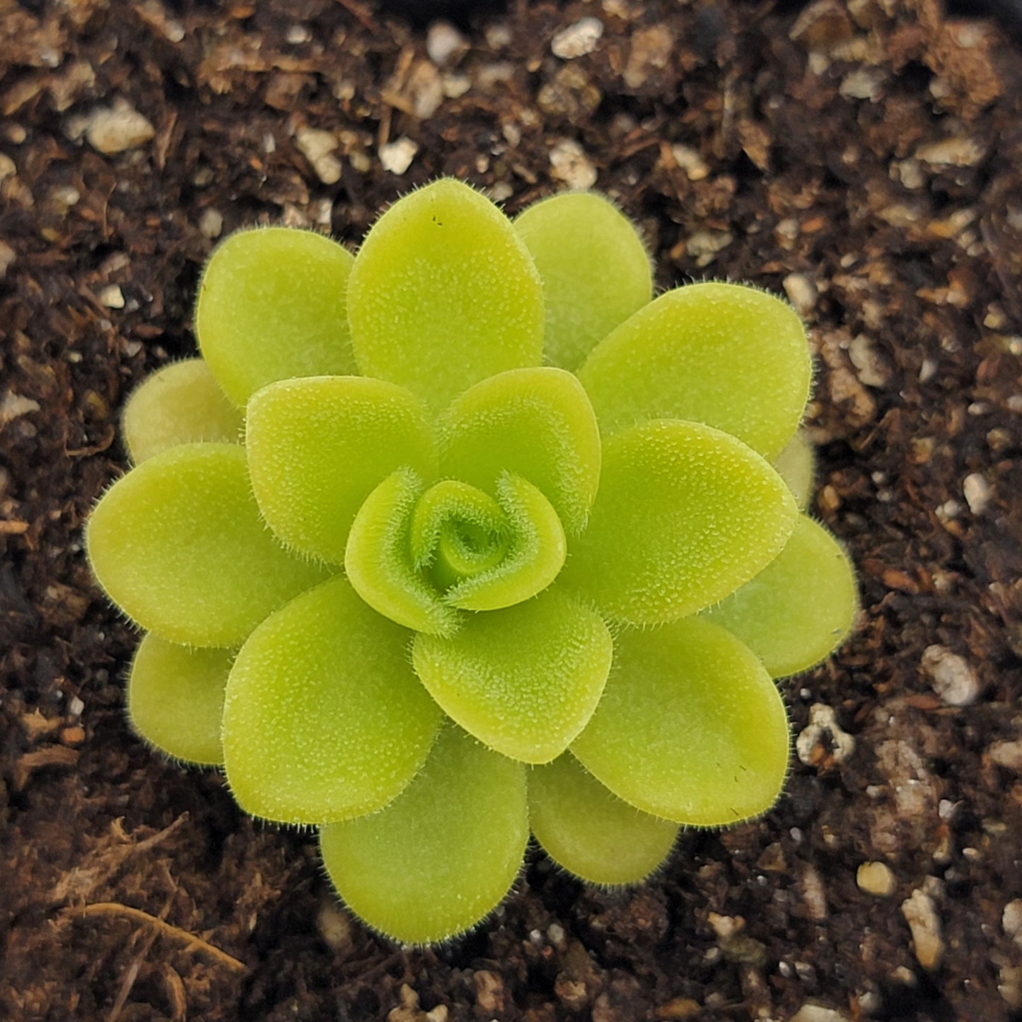 Pinguicula agnata 'True Blue' – Rare Mexican Carnivorous Butterwort | Live Plant