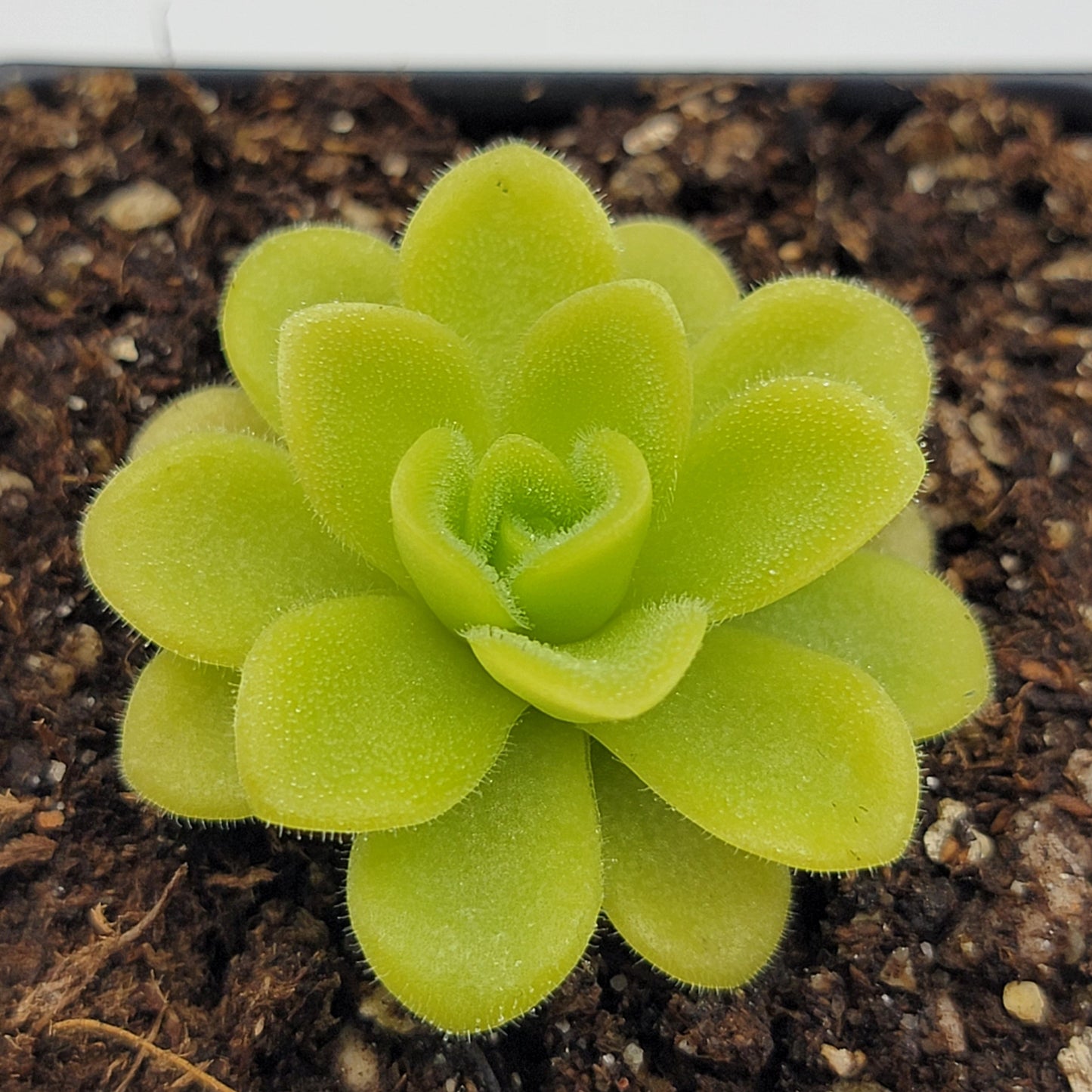 Pinguicula agnata 'True Blue' – Rare Mexican Carnivorous Butterwort | Live Plant