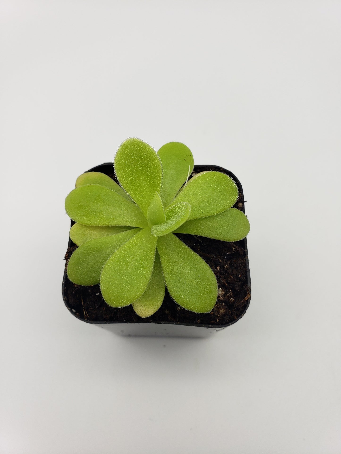 Pinguicula agnata "True Blue" x gigantea – Rare Hybrid Carnivorous Butterwort | Live Plant