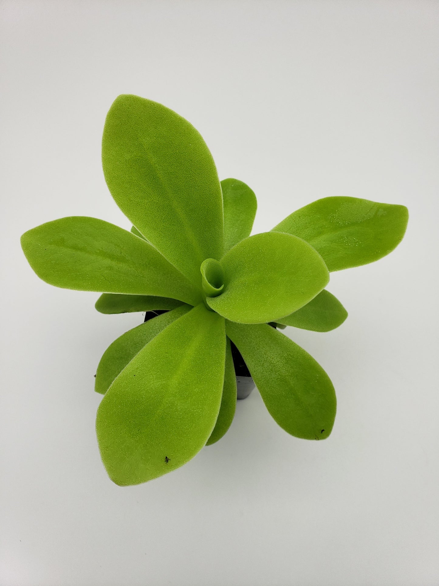 Pinguicula agnata "True Blue" x gigantea – Rare Hybrid Carnivorous Butterwort | Live Plant