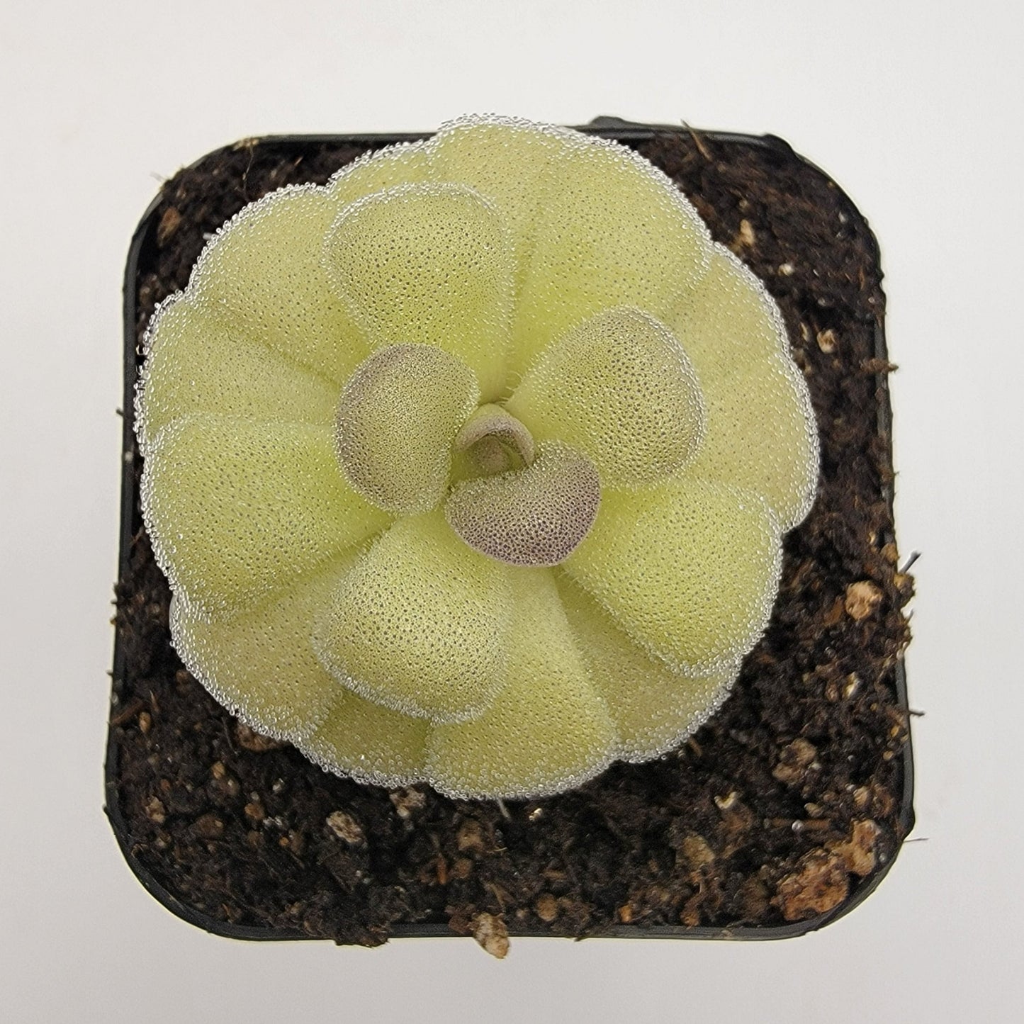 Pinguicula agnata "True Blue" x hemiepiphytica – Rare Hybrid Carnivorous Butterwort | Live Plant