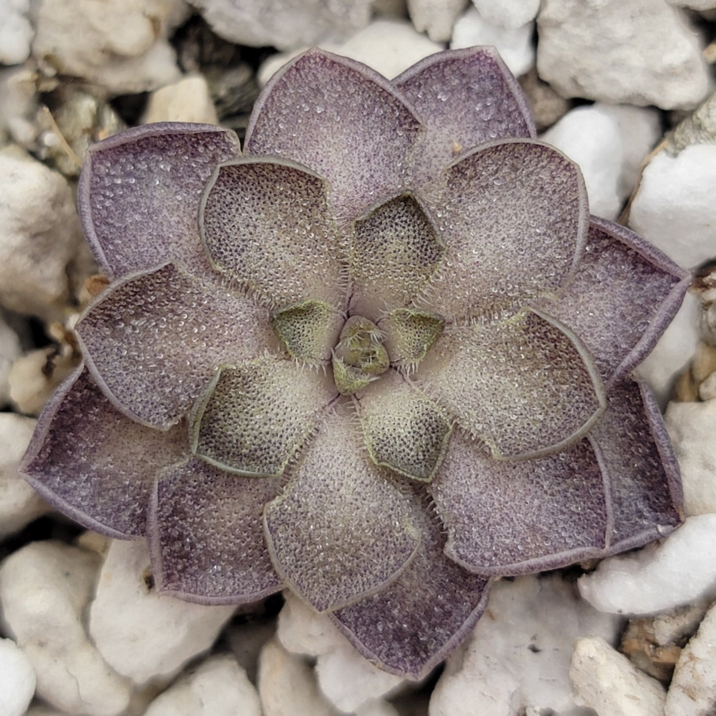 Pinguicula cyclosecta {Dulces Nombres, Nuevo León} – Rare Mexican Carnivorous Butterwort | Live Plant